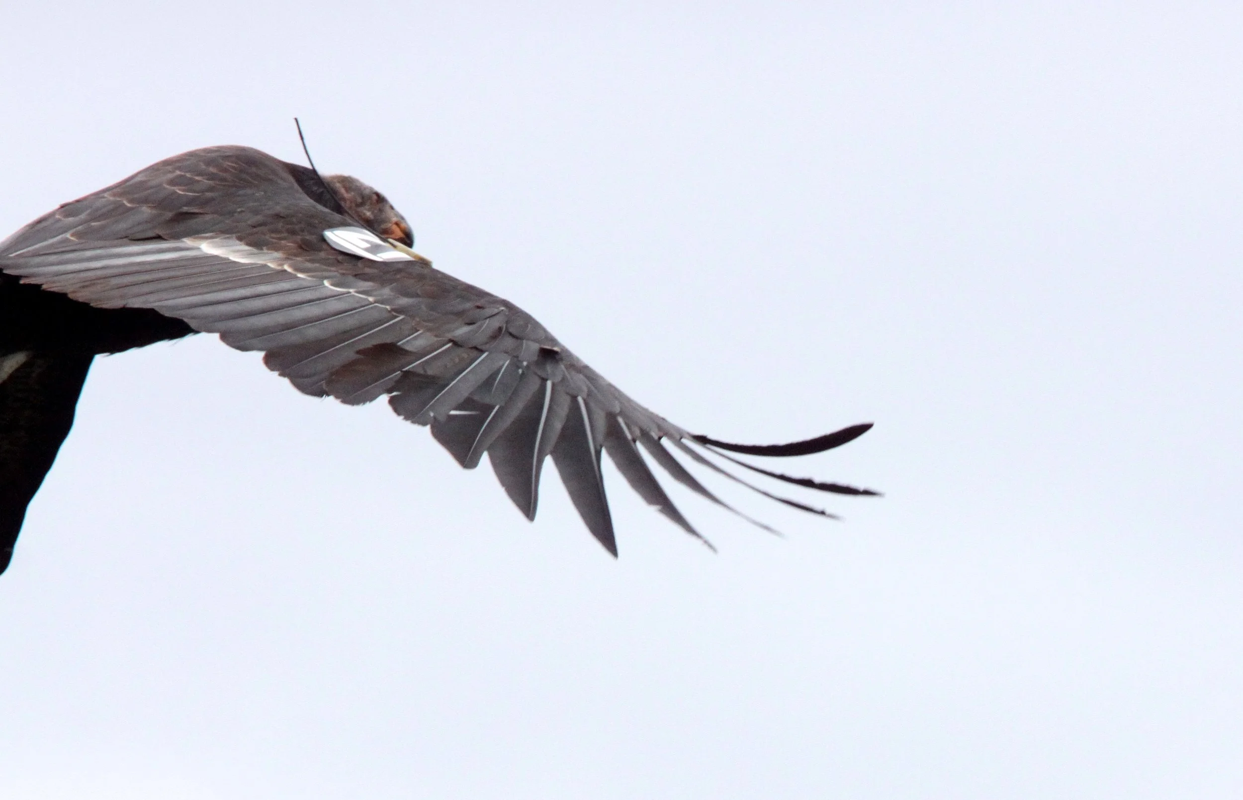 Gymnogyps californianus - CALIFORNIA CONDOR - PINNACLES NATIONAL MONUMENT CALIFORNIA (36).JPG