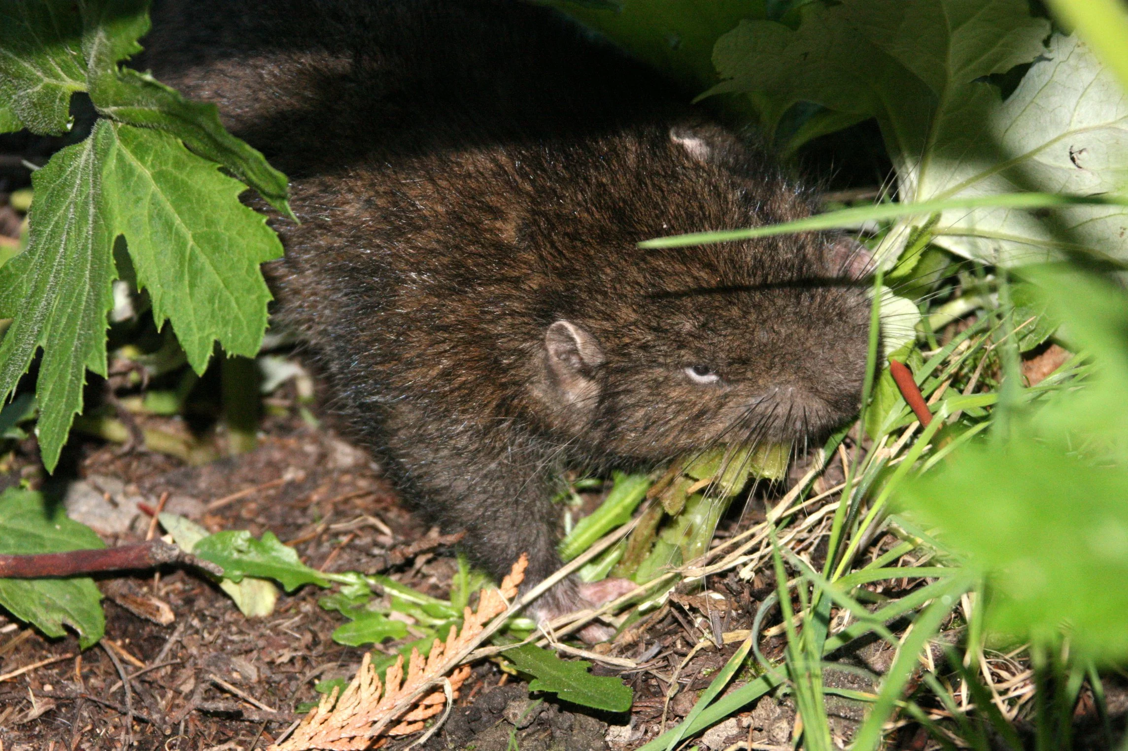 Aplodontia rufa - MOUNTAIN BEAVER - LAKE FARM WASHINGTON (39).JPG