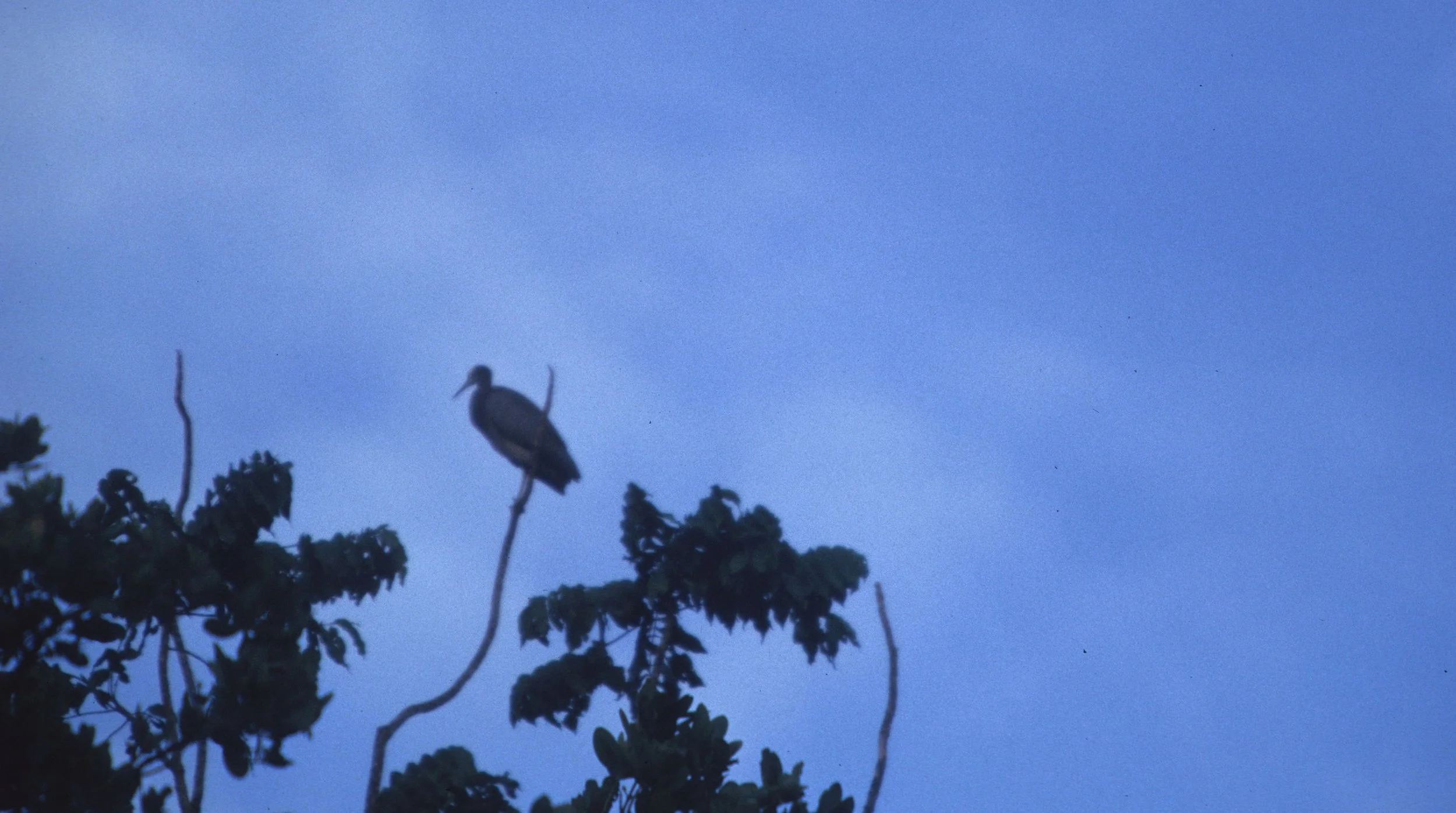BIRD - HERON - GREAT-BILLED HERON - DAINTREE RIVER A.jpg