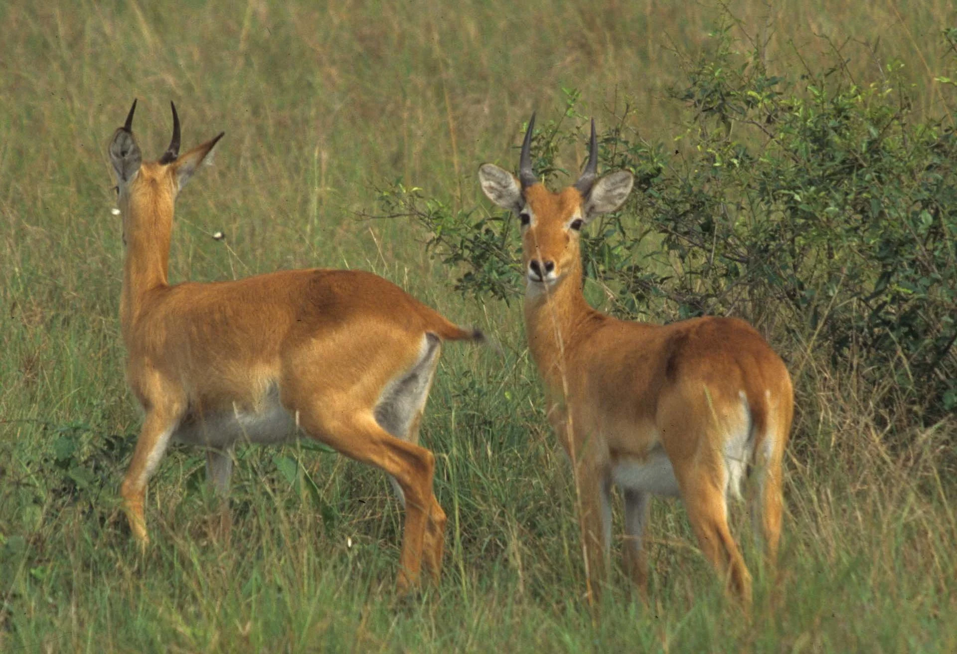 BOVID - ORIBI - UGANDA QE NP (6).jpg