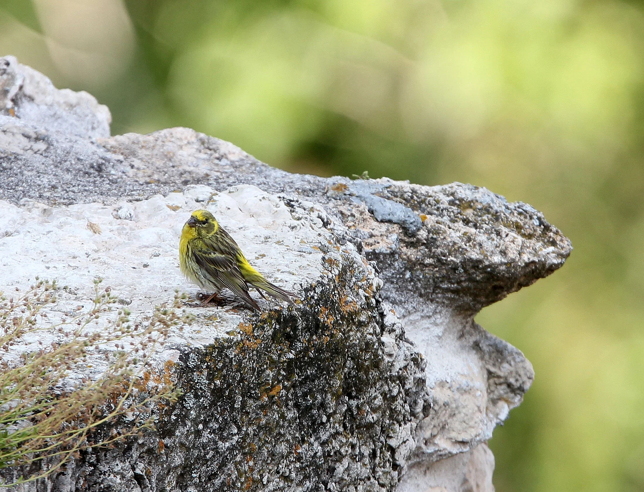 Greenfinch (Chloris chloris vanmarii) Sierra de Andujar, Spain