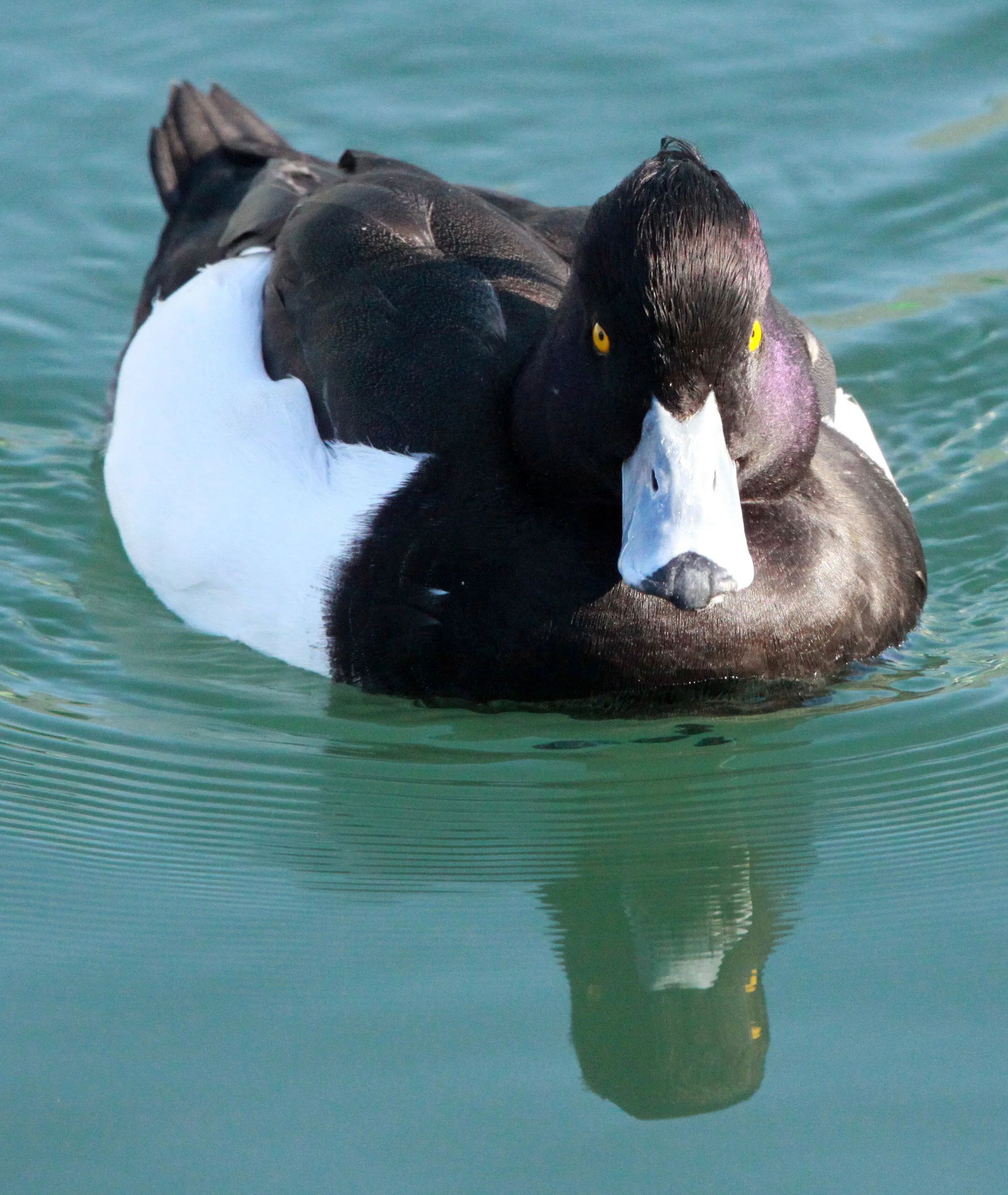 DUCK - TUFTED DUCK - Aythya fuligula - SHIZUOKA COASTLINE JAPAN (14).JPG