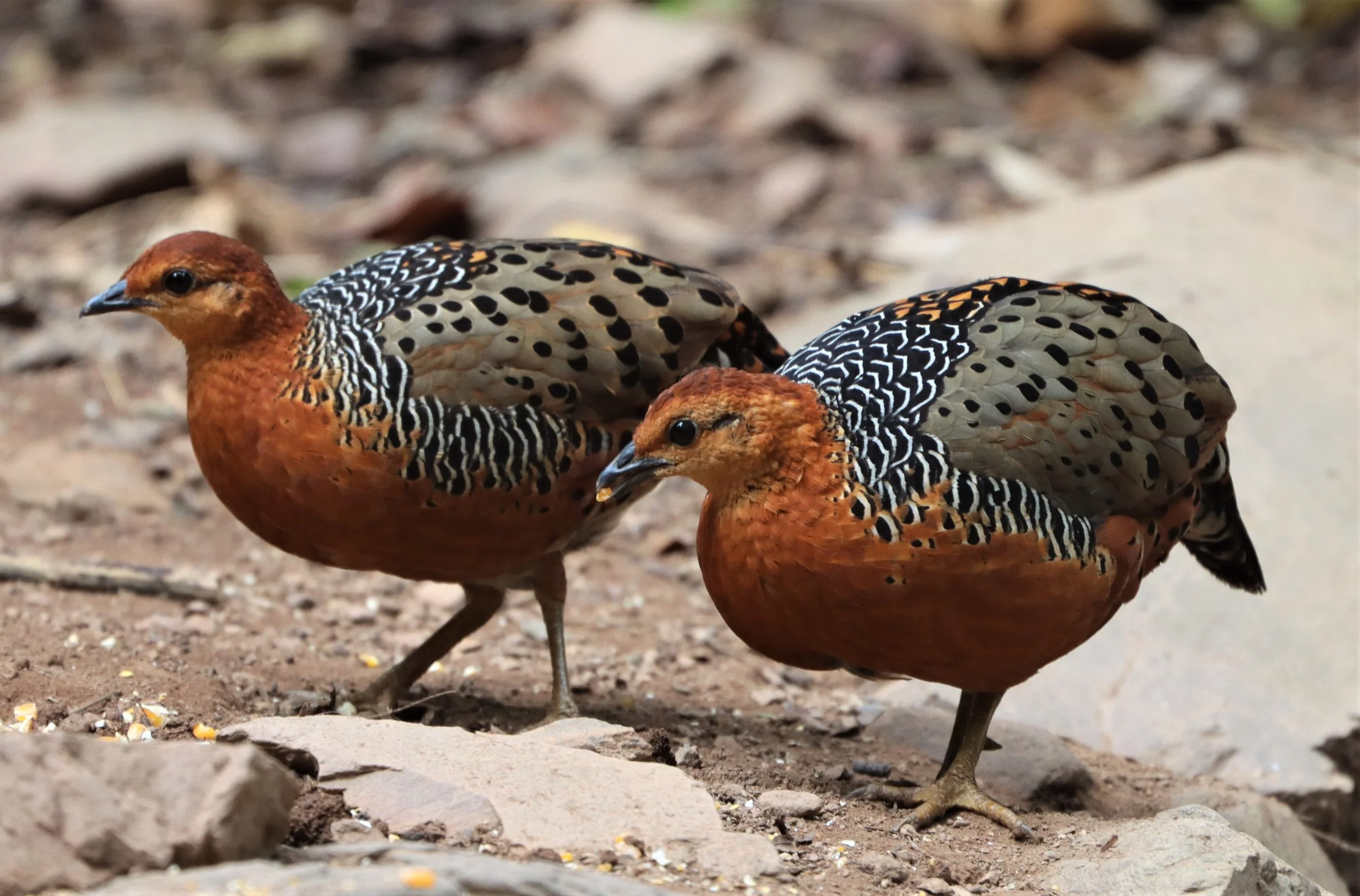 Ferruginous Partridge (Caloperdix oculea)