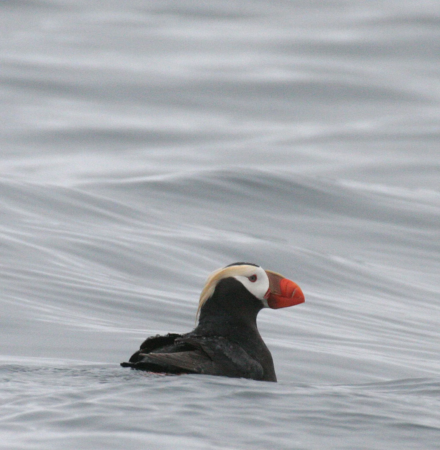 Fratercula cirrhata - TUFTED PUFFIN - COAST OF KAMCHATKA (61).jpg