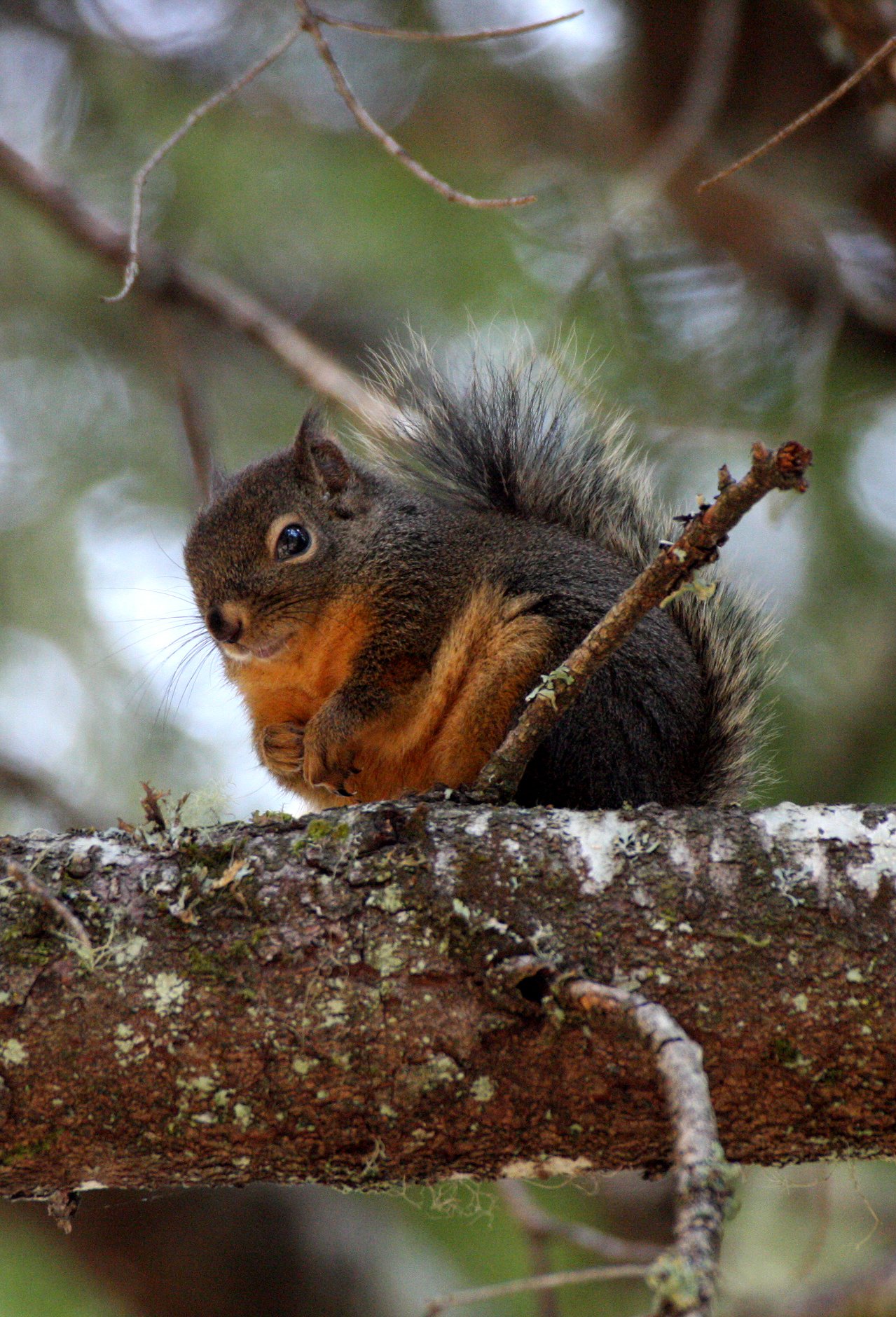 RODENT - SQUIRREL - DOUGLAS SQUIRREL - SPRUCE RAILROAD TRAIL - ONP (7).JPG