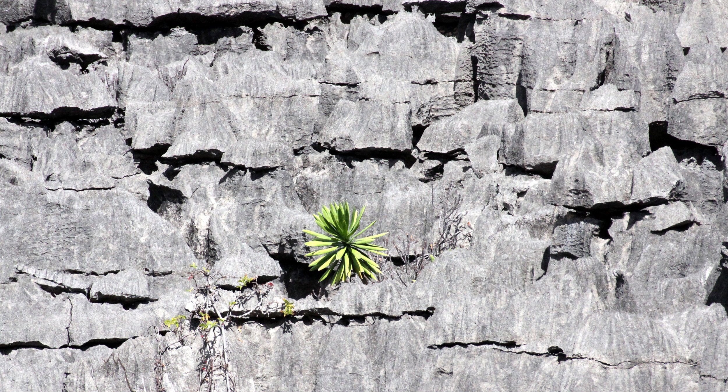 ANKARANA NATIONAL PARK MADAGASCAR - TSINGY FOREST (22).JPG