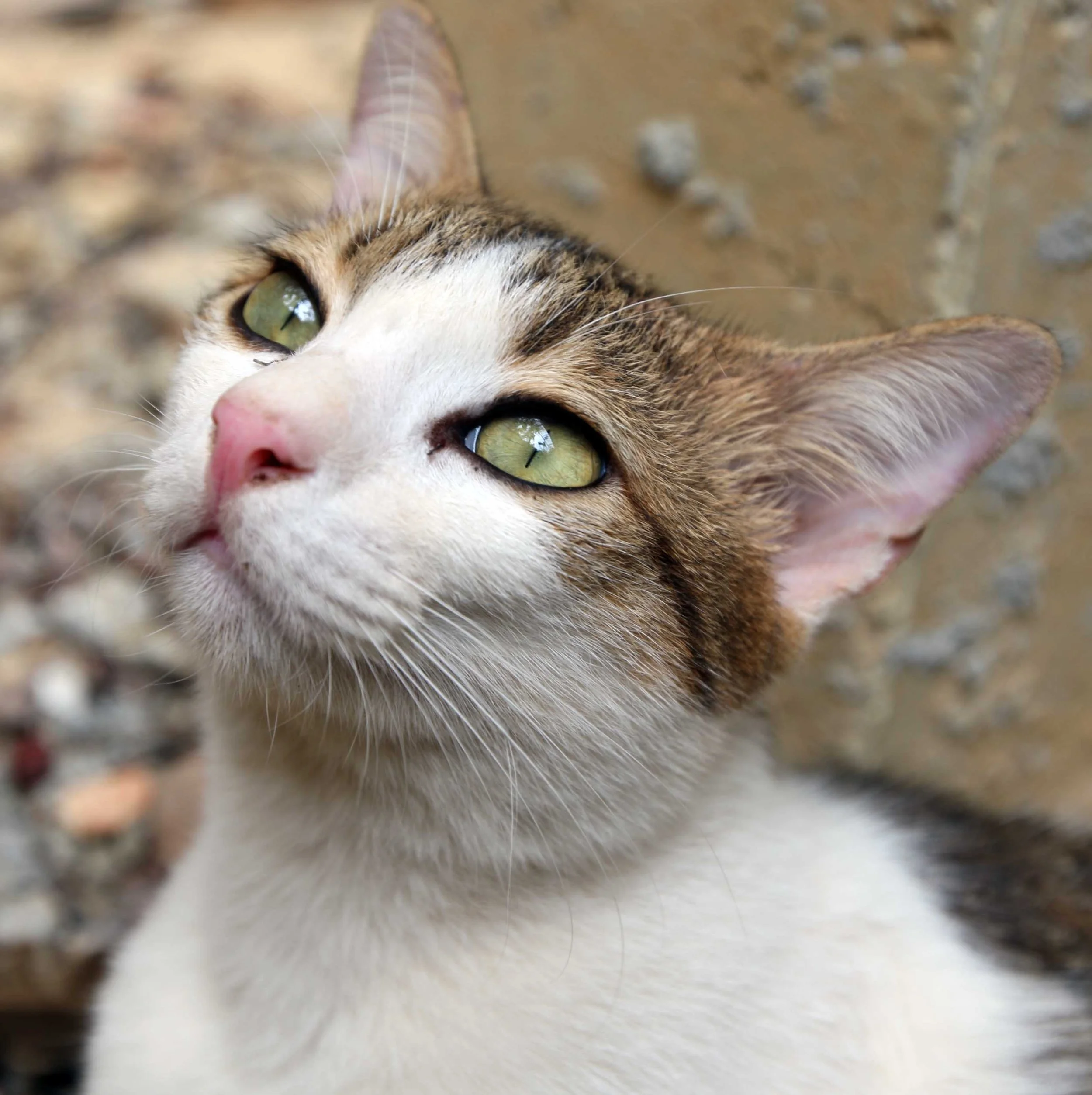 2015 Koh Lanta Songkran with friends from ISB (65).JPG