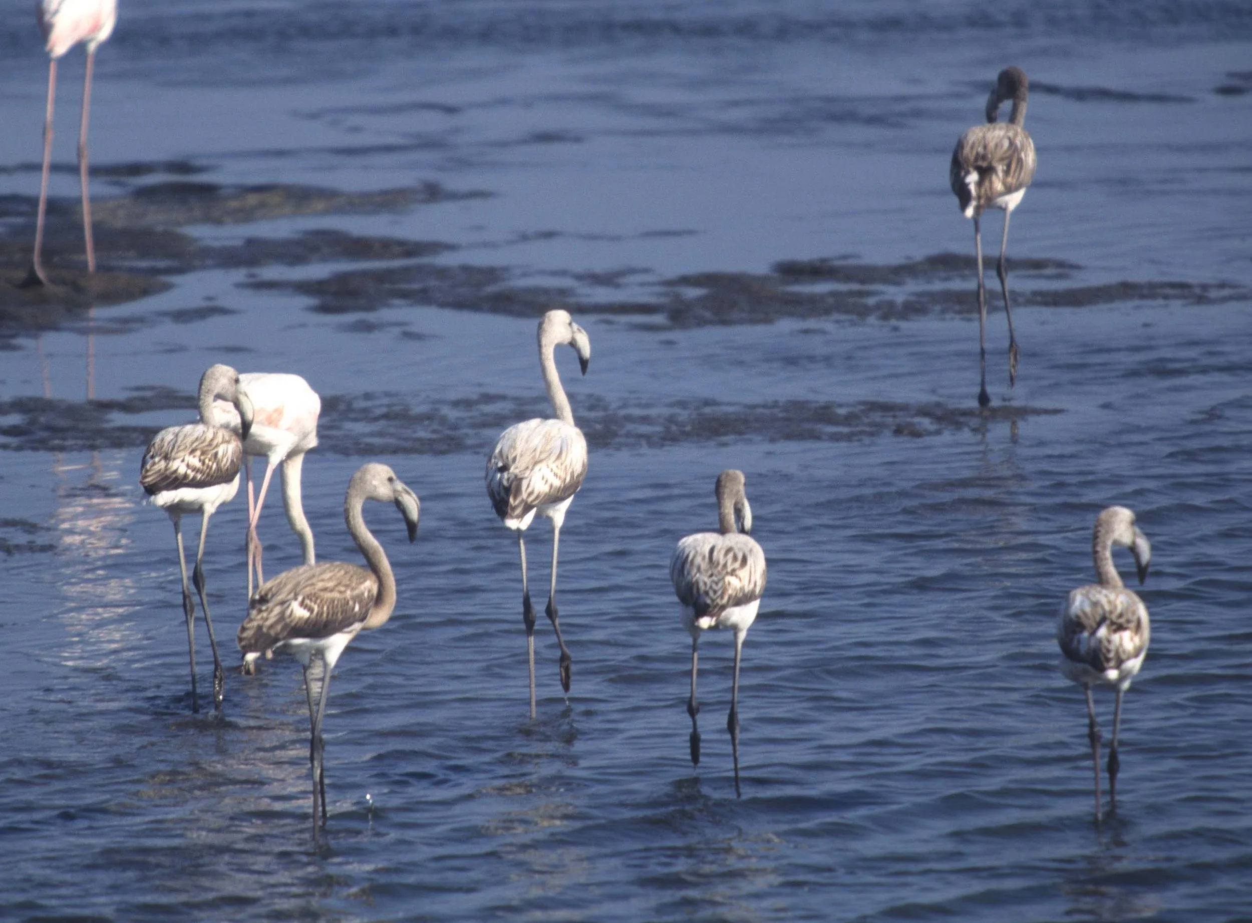 BIRDS - FLAMINGO - GREATER - NAMIBIA COAST.jpg