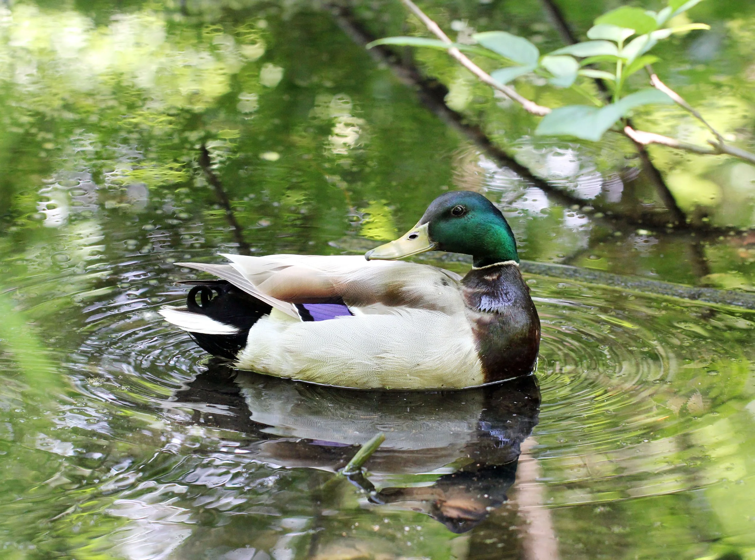 DUCK - MALLARD - Anas platyrhynchos - LINCOLN MARSH WHEATON ILLINOIS (5).JPG