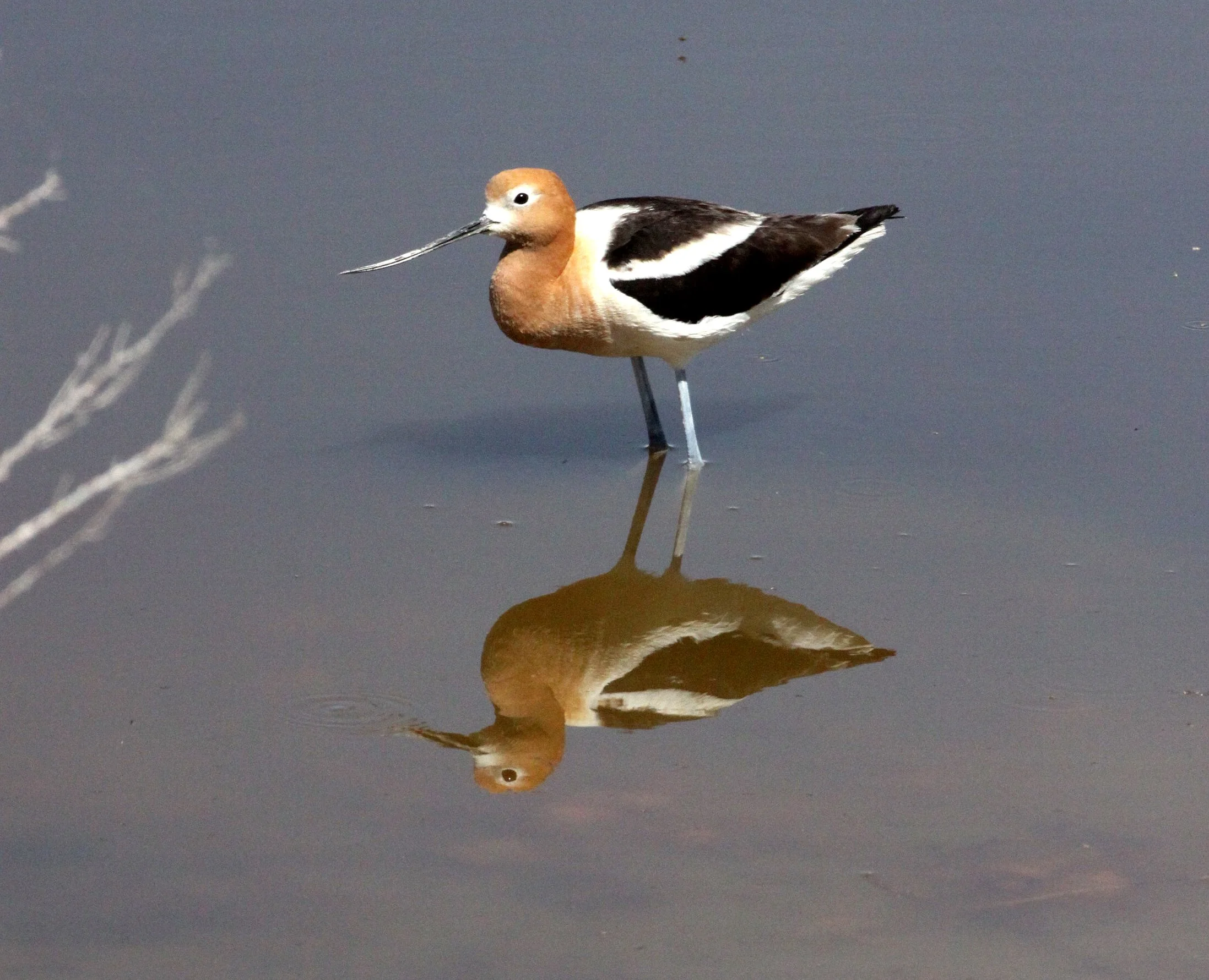 BIRD - AVOCET - AMERICAN AVOCET - ALAMOGORDO NEW MEXICO - WETLANDS DUE SOUTH (2).JPG