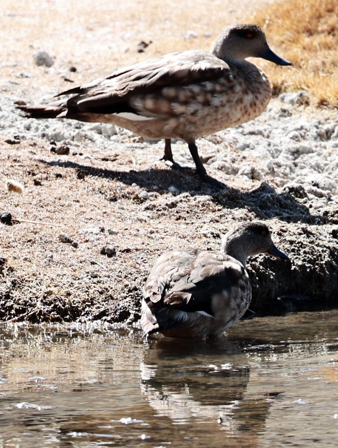 Duck - Crested Duck - Lophonetta specularioides - Lauca National Park, Chile (5).jpg