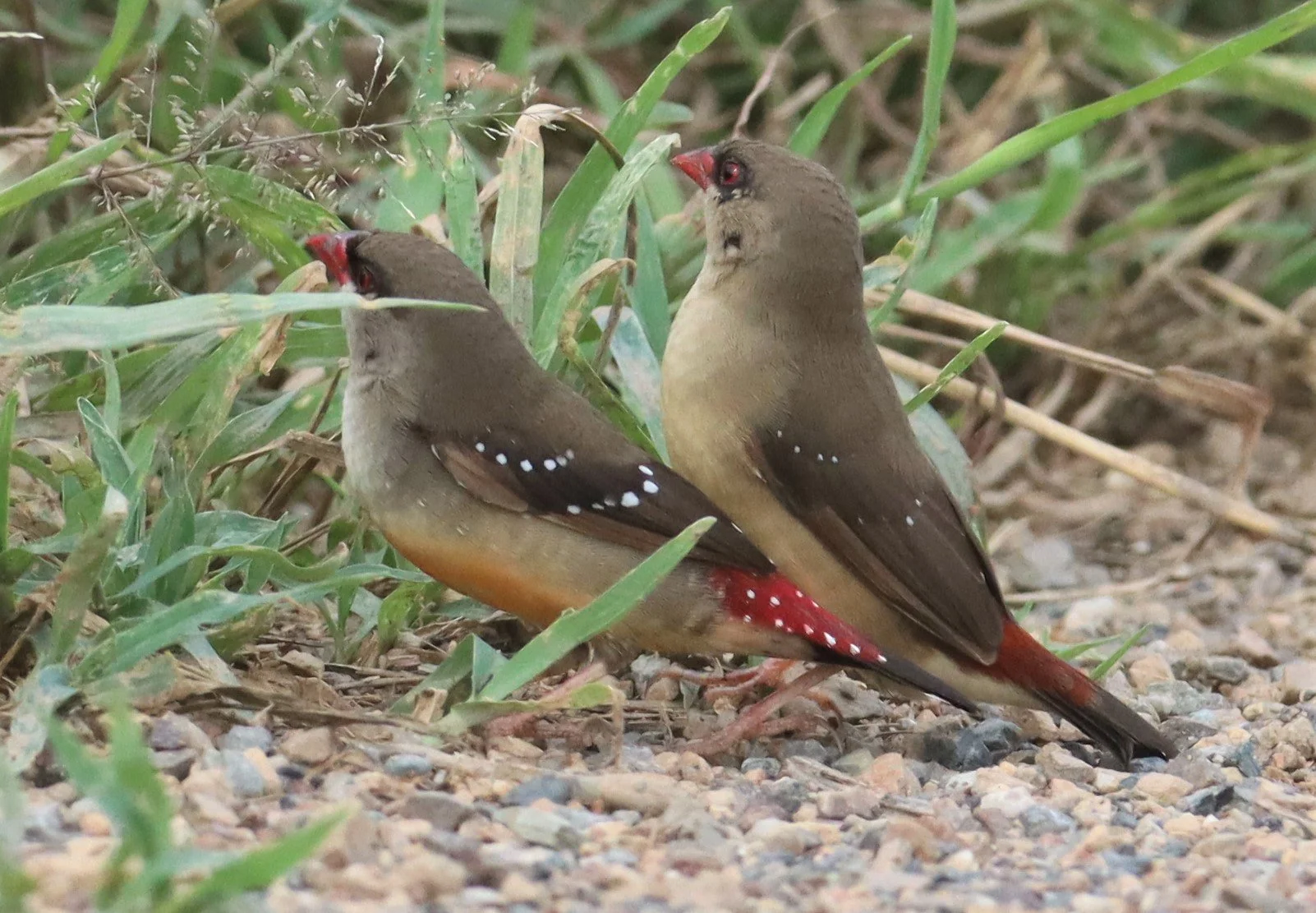 RED AVADAVAT - Amandava amandava - THAP YAO RICE FIELDS LAT KRABANG (63).jpg