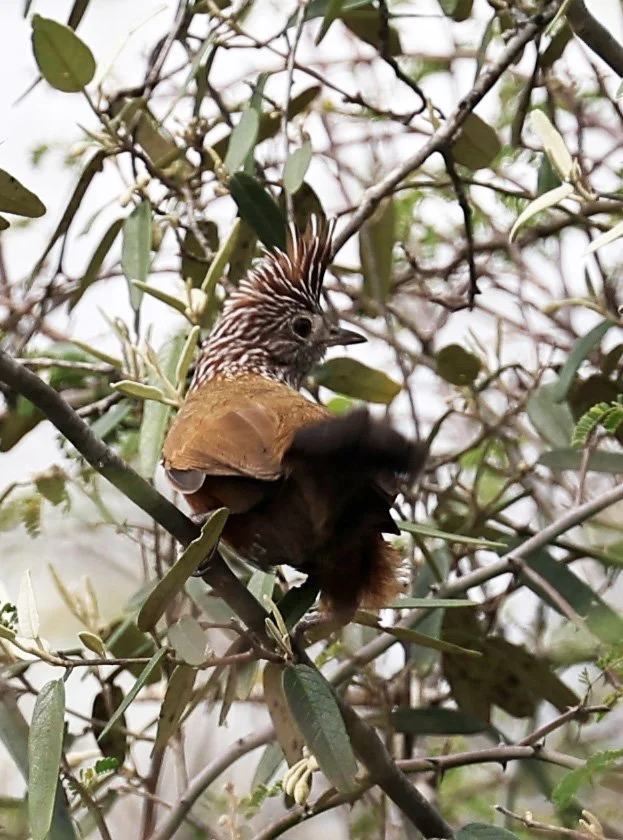 Crested Gallito (Rhinocrypta lanceolata) La Patria Sideroads Paraguay (45).jpg