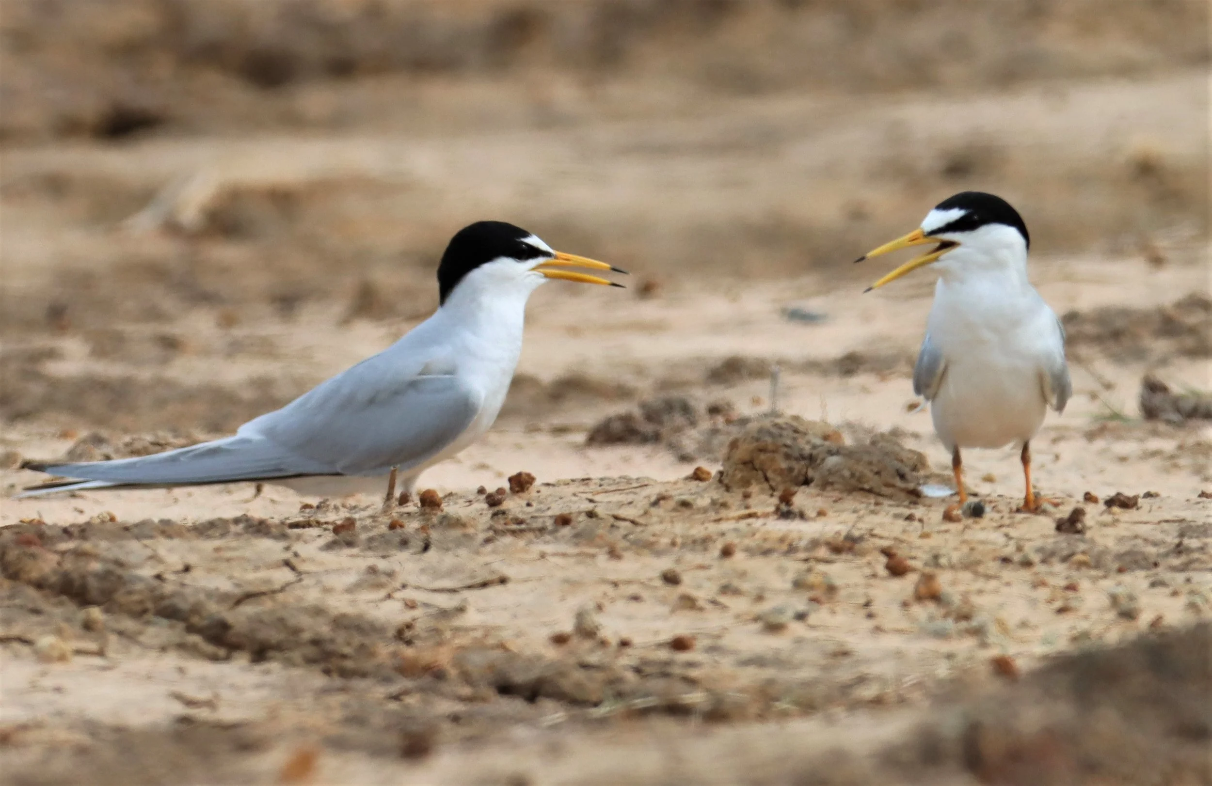 TERN - LITTLE TERN - Sterna albifrons - KHAO SAM ROI YOD NP (19).jpg