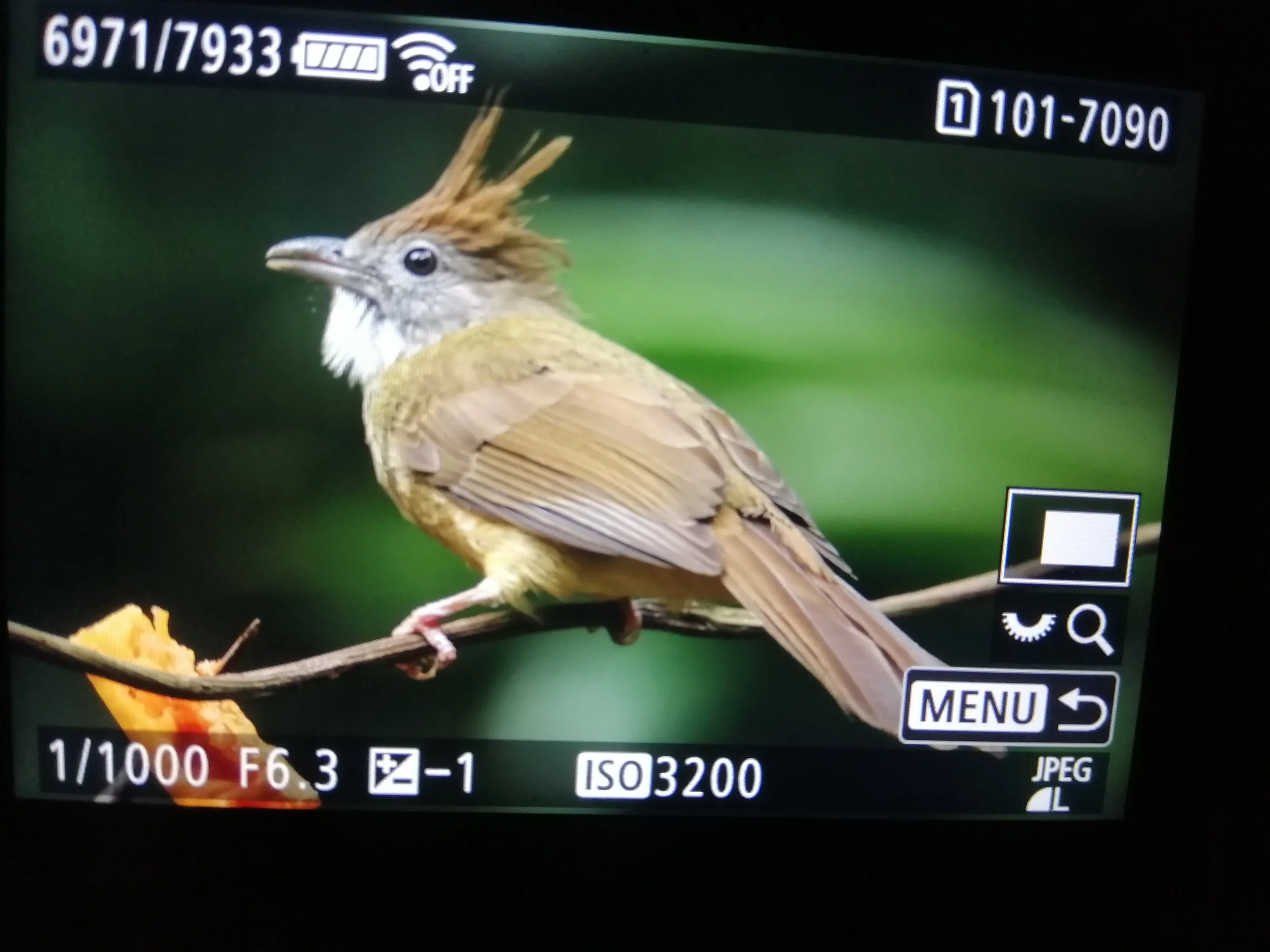 2021 Doi Inthanon Winter Birding Trip with Jan and Ben and Crew (9).jpg