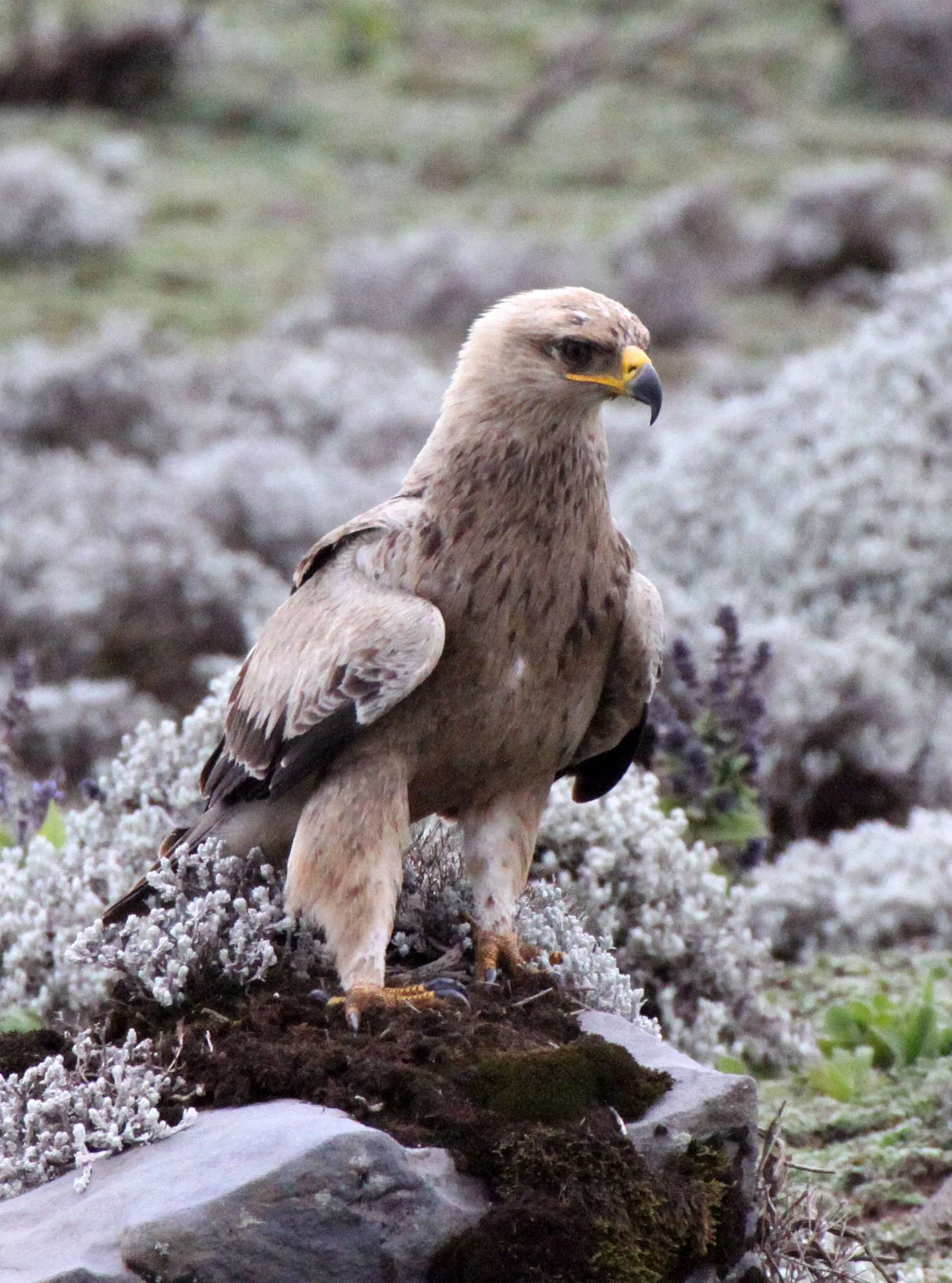 Aquila rapax - TAWNY EAGLE - BALE MOUNTAINS NATIONAL PARK ETHIOPIA aa2 (15).JPG