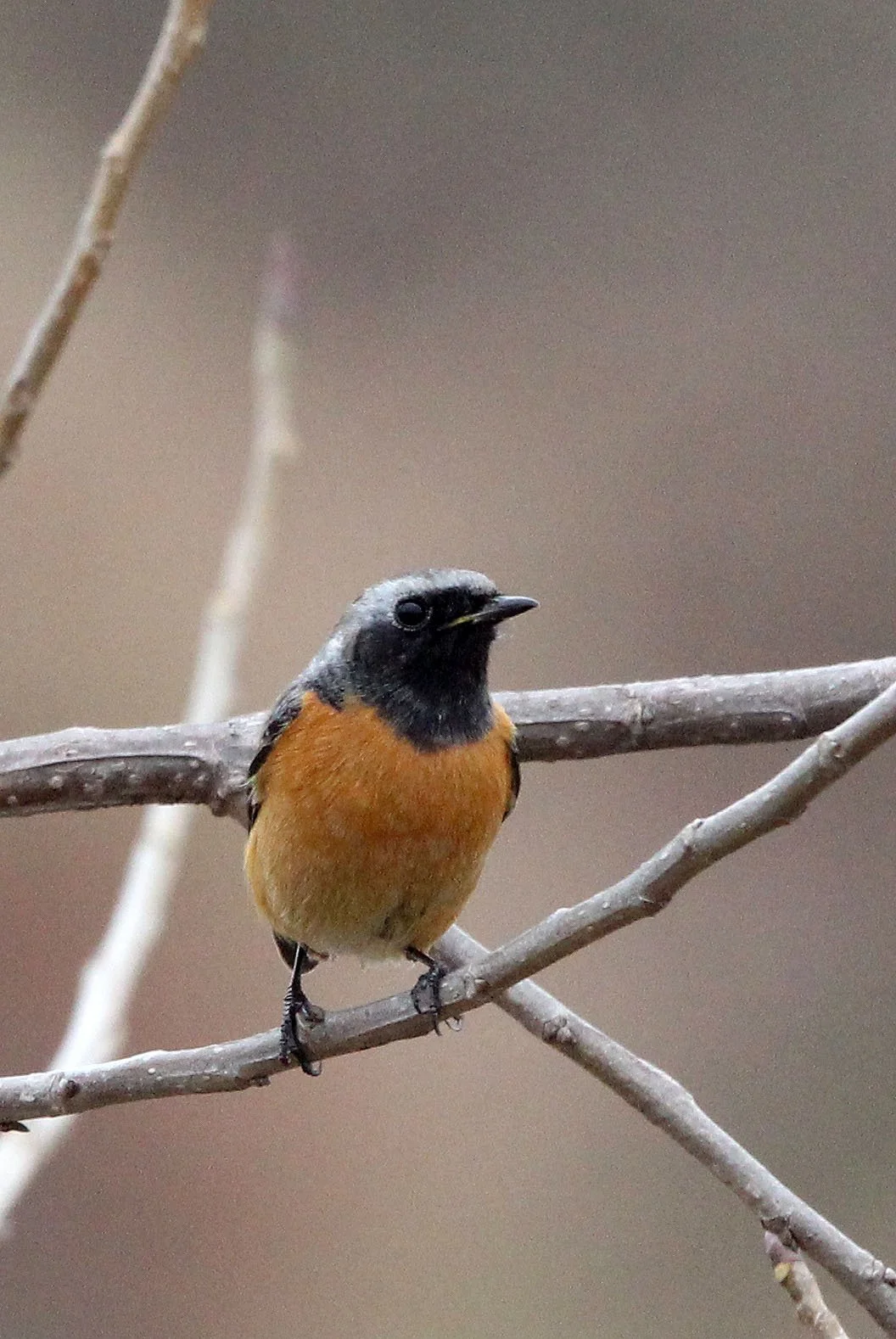 BIRD - REDSTART - DAURIAN REDSTART - POYANG LAKE - CHINA - JIANGXI PROVINCE (1).JPG