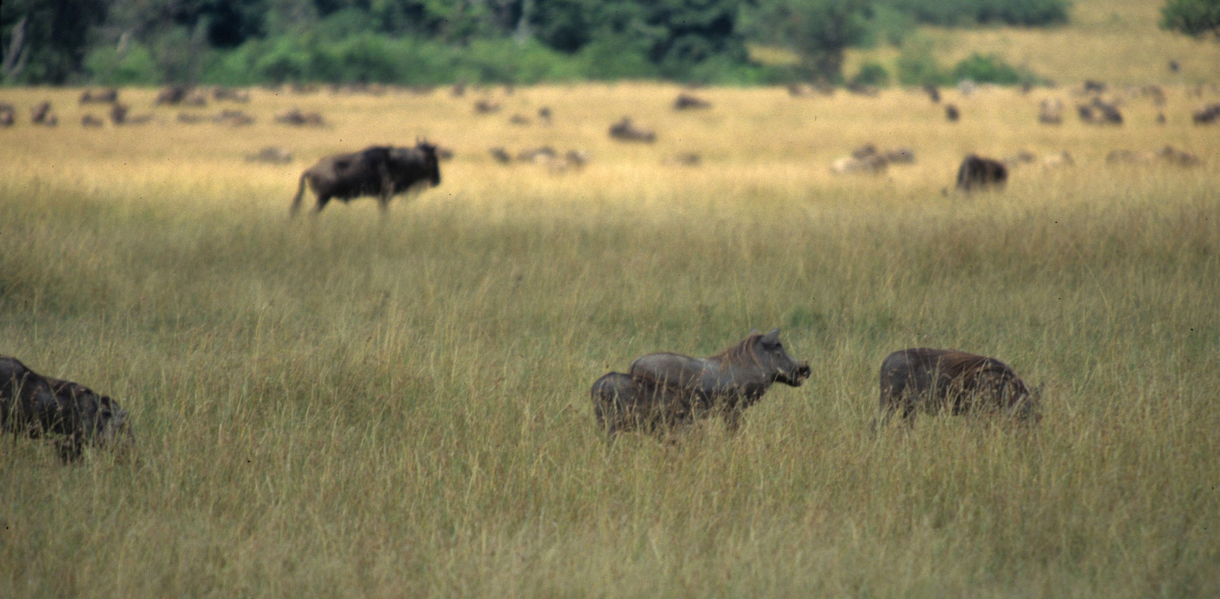 SUIDAE - WARTHOG- SERENGETI (12).jpg
