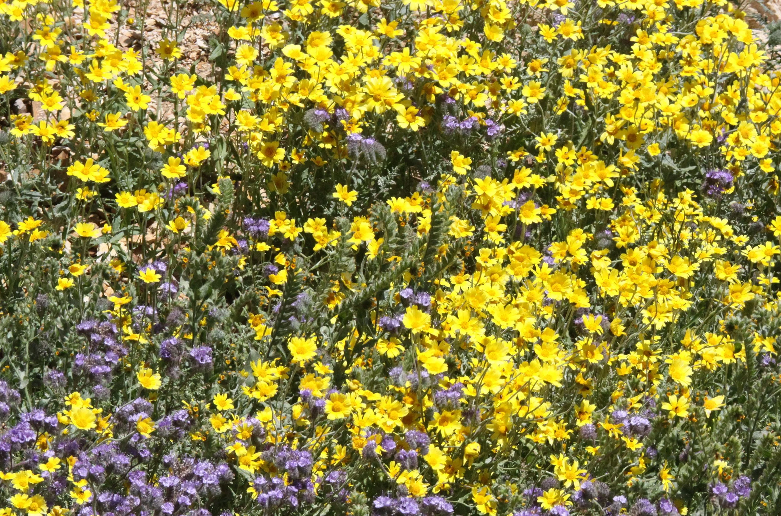 ASTERACEAE - ERICAMERIA SPECIES - INTERIOR GOLDENBUSH - AND FERM LEAF PHACELIA - CARRIZO PLAIN NATIONAL MONUMENT.JPG