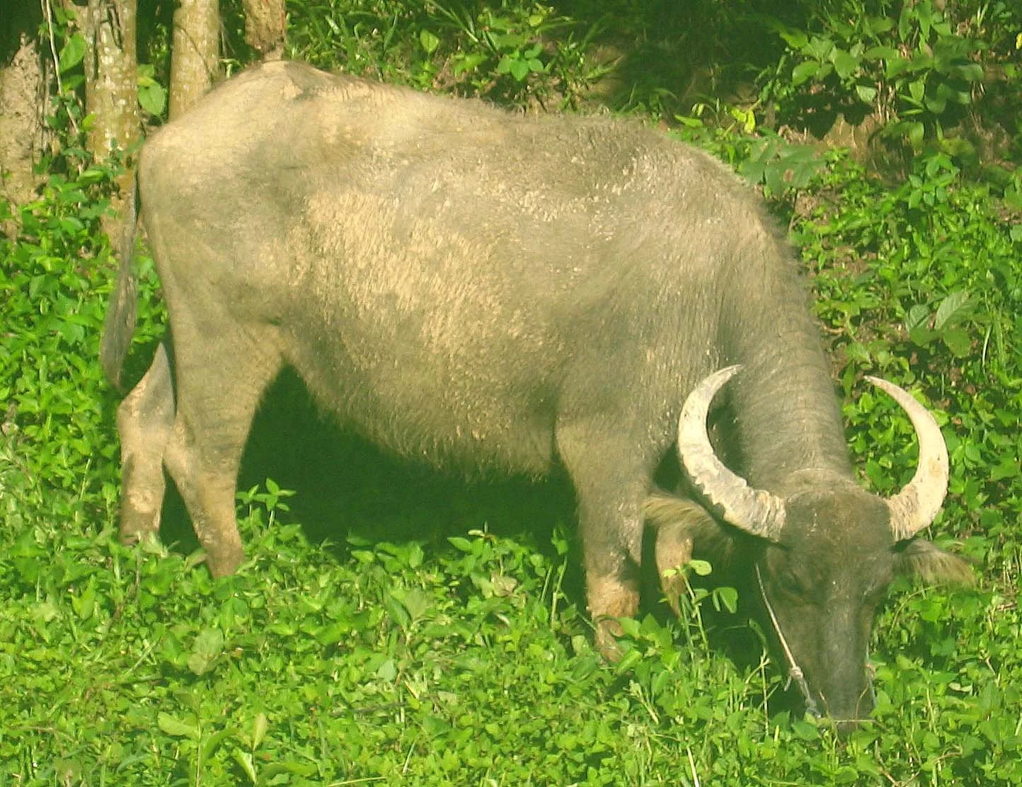 2008 Lampang City & Elephant Center (5).jpg