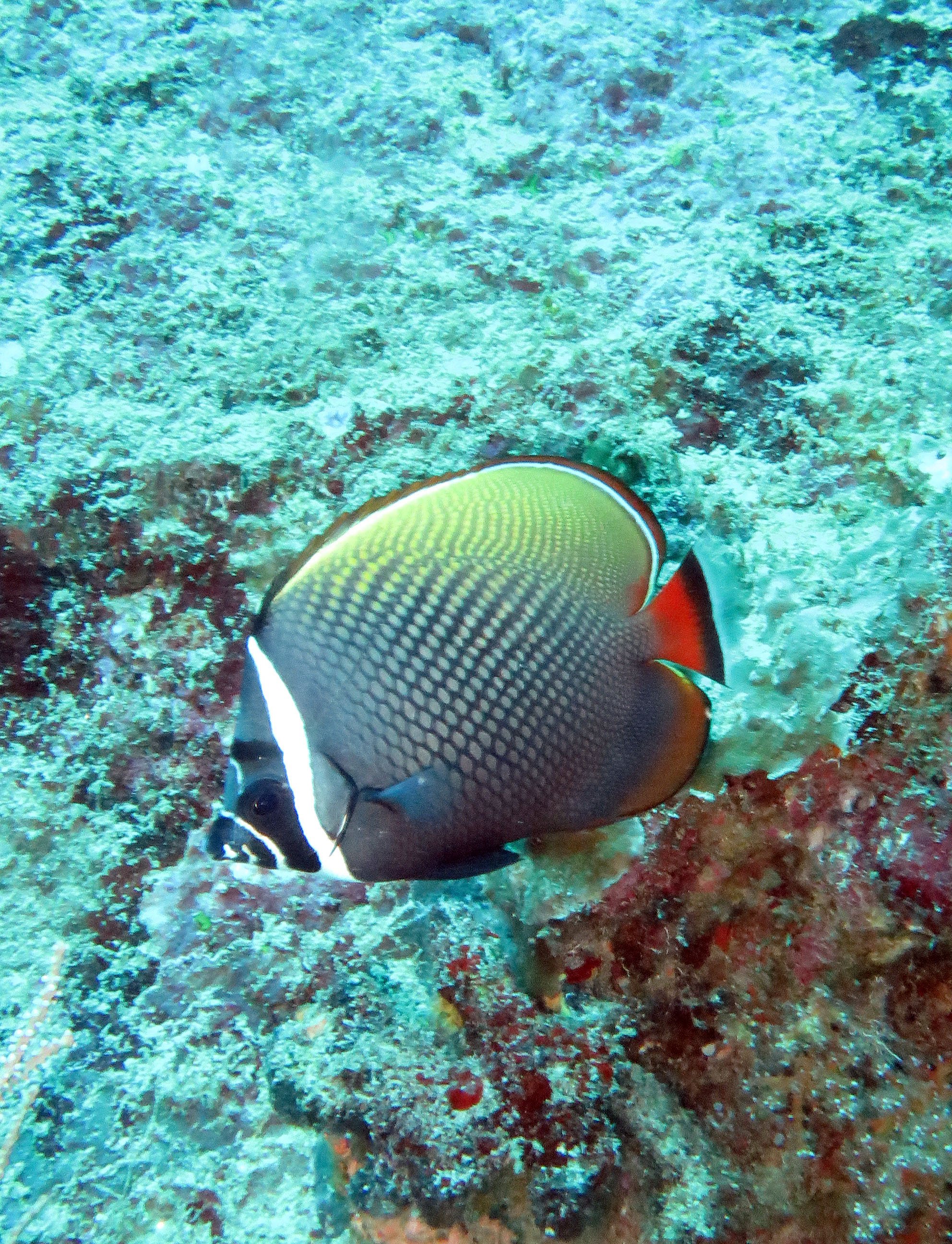 Chaetodontidae - Chaetodon collare  - Red-tailed Butterflyfish - Similan Islands, Thailand 