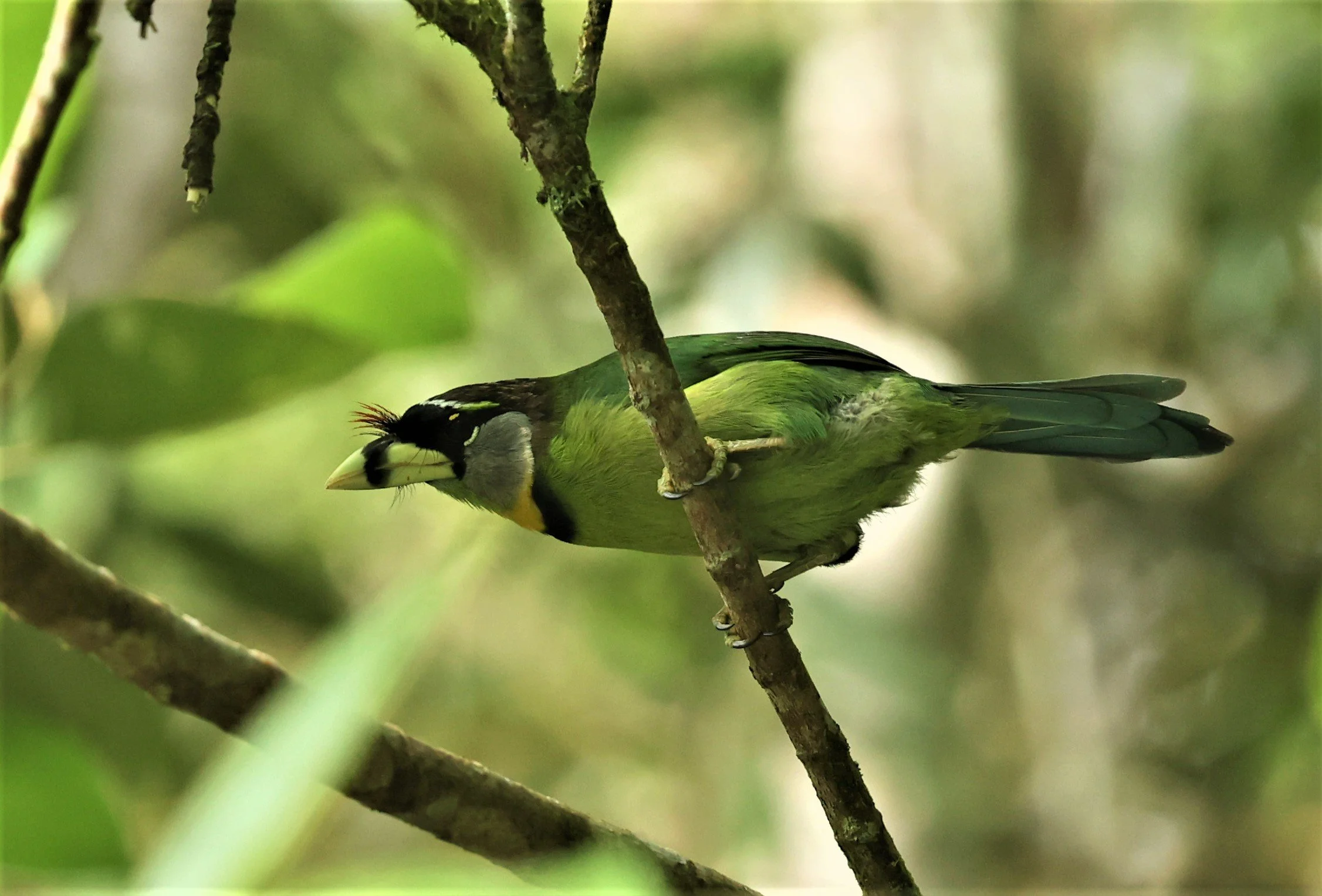 Psilopogon pyrolophus - FIRE-TUFTED BARBET - FRASER'S HILL, MALAYSIA JUNE 2022 (57)A.jpg