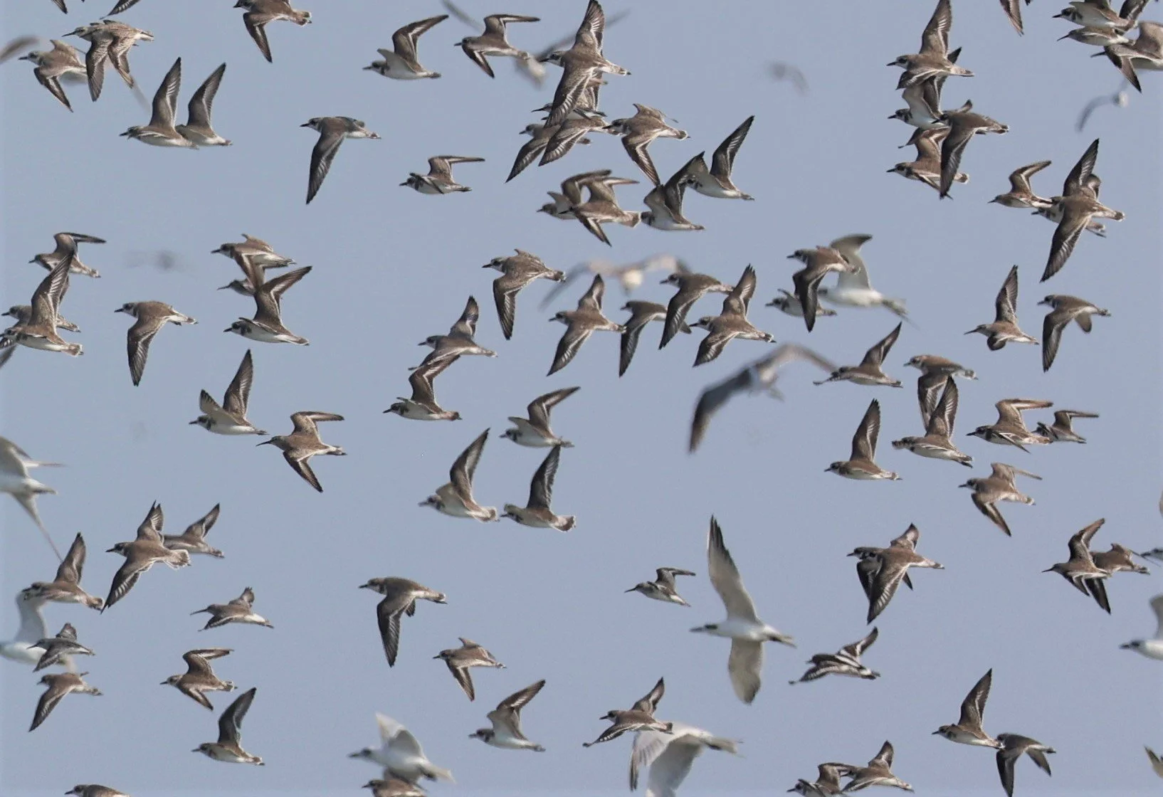 PLOVER - GREATER SAND-PLOVER - Charadrius leschenaultii - LESSER SP, CURLEW, BROADBILL SP PAK THALE OCTOBER 2 (51).jpg