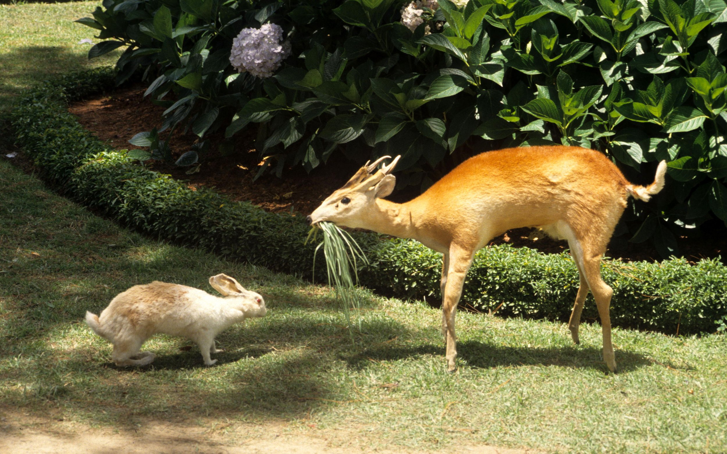 VIET NAM - ANIMAL SPECIMENS (5).jpg
