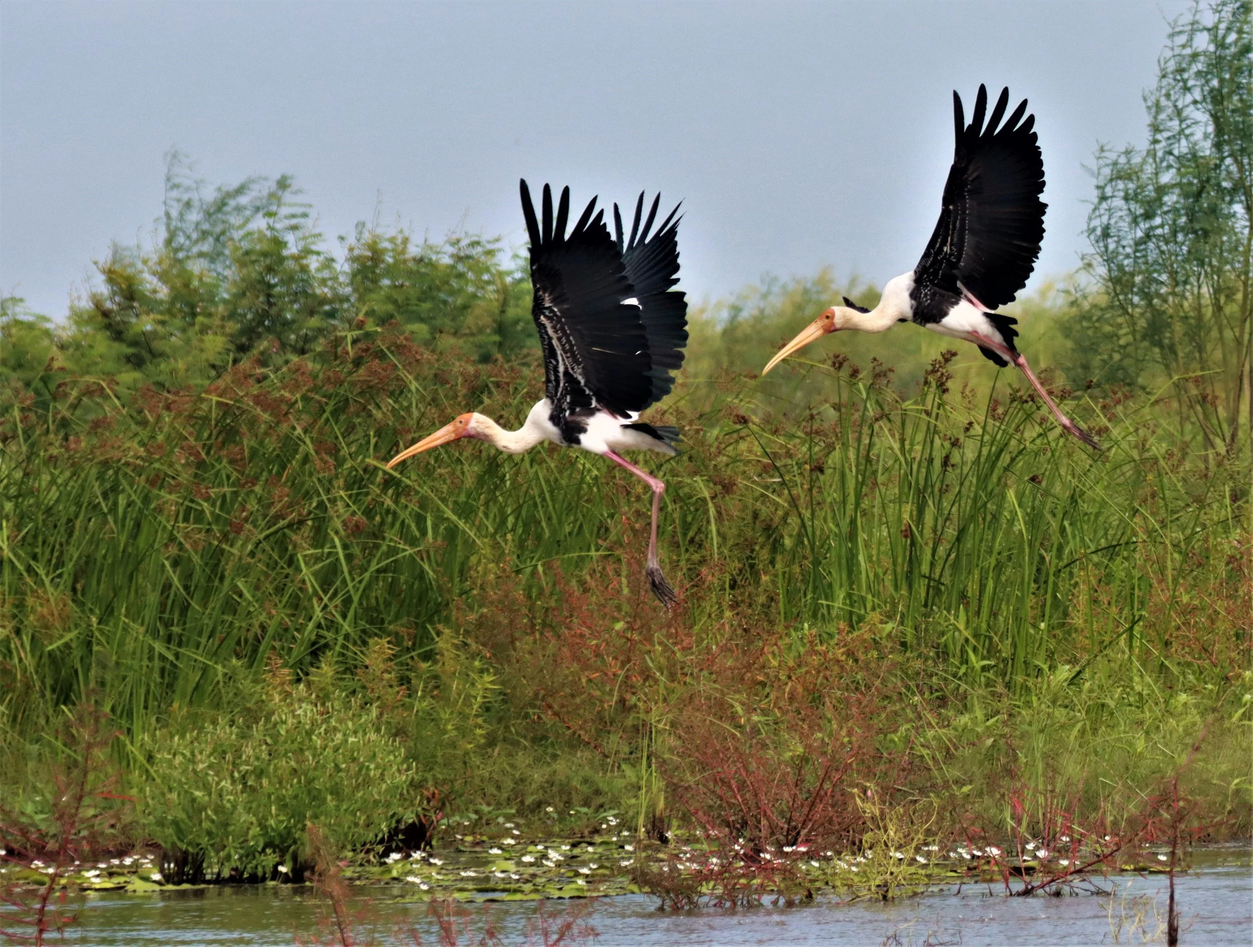 STORK - PAINTED STORK - Mycteria leucocephala - BUENG BORAPHET NAKHON SAWAN AUGUST 2021 (28).jpg