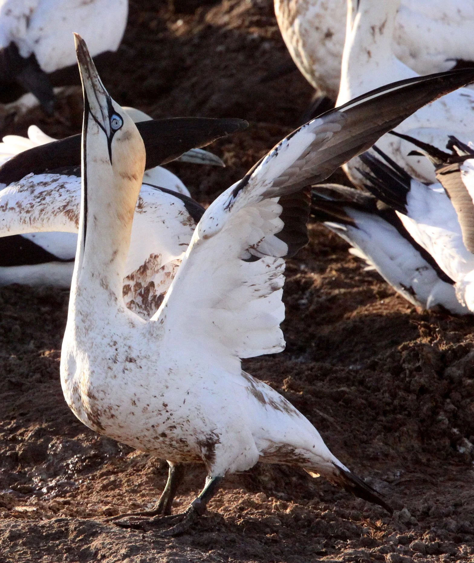 Cape gannet (Morus capensis) Lambert's Bay South Africa (42).JPG