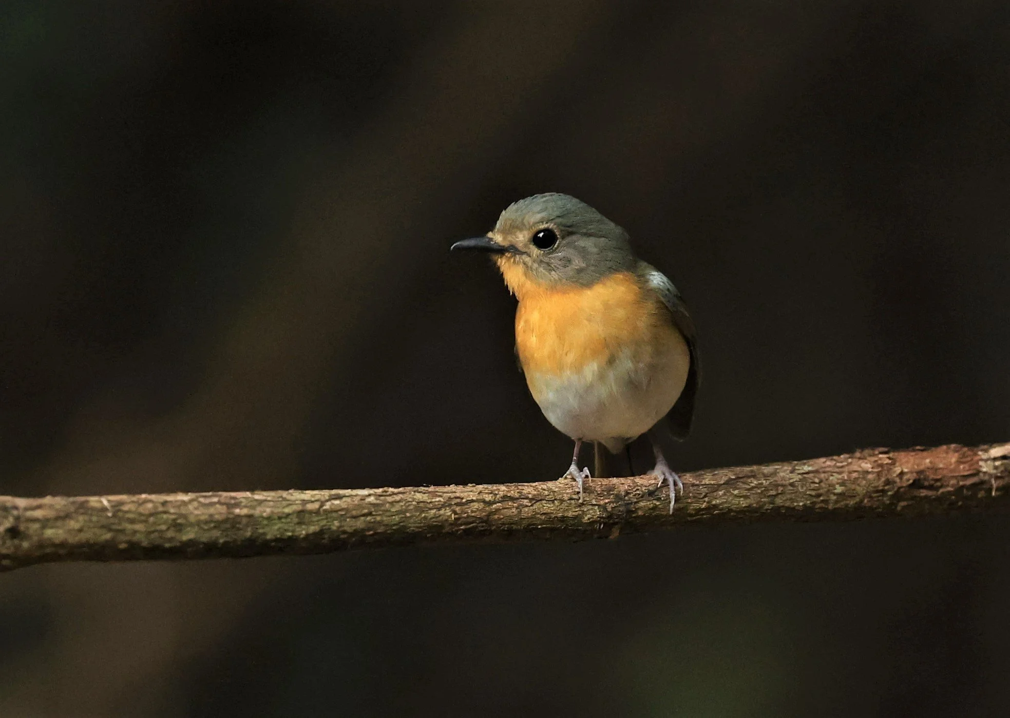 FLYCATCHER - INDOCHINESE BLUE-FLYCATCHER - Cyornis sumatrensis - NUY HIDE NEAR KAENG KRACHAN FEB 2022 (5).jpg
