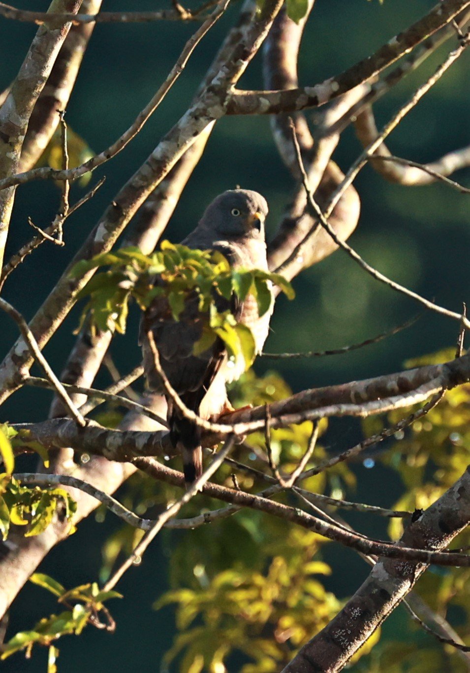 Hawk - Roadside Hawk - Rupornis magnirostris - Estancia, Sergipe & Northern Bahia State, Brazil.jpg