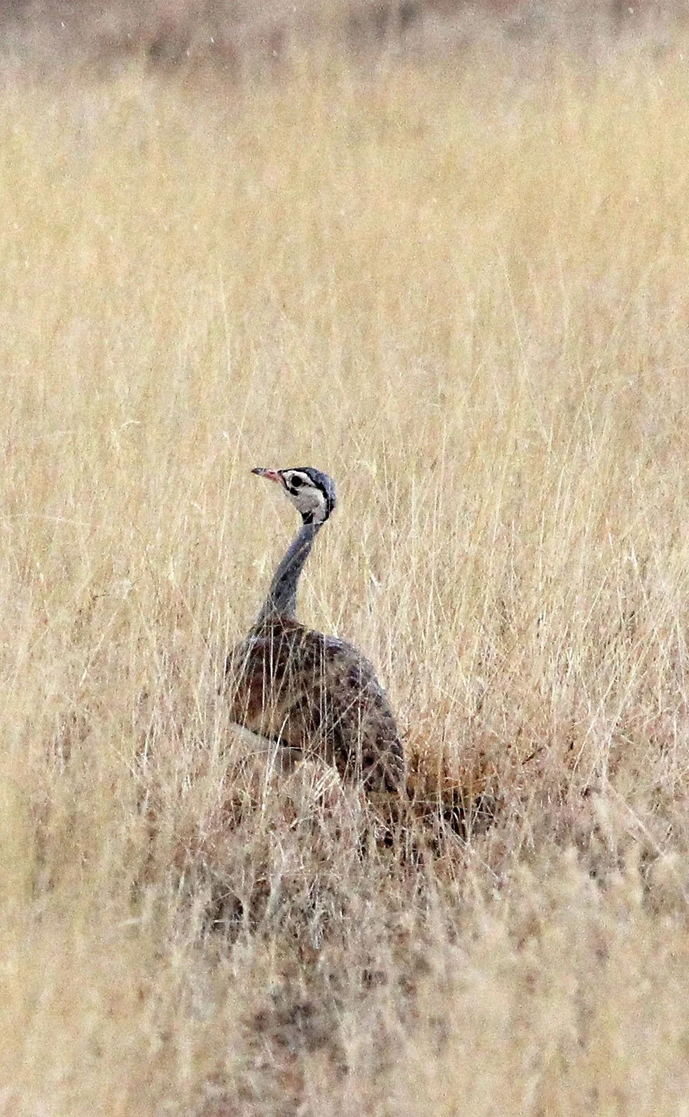 White-bellied bustard (Eupodotis senegalensis) Samburu NP, Kenya (3).JPG
