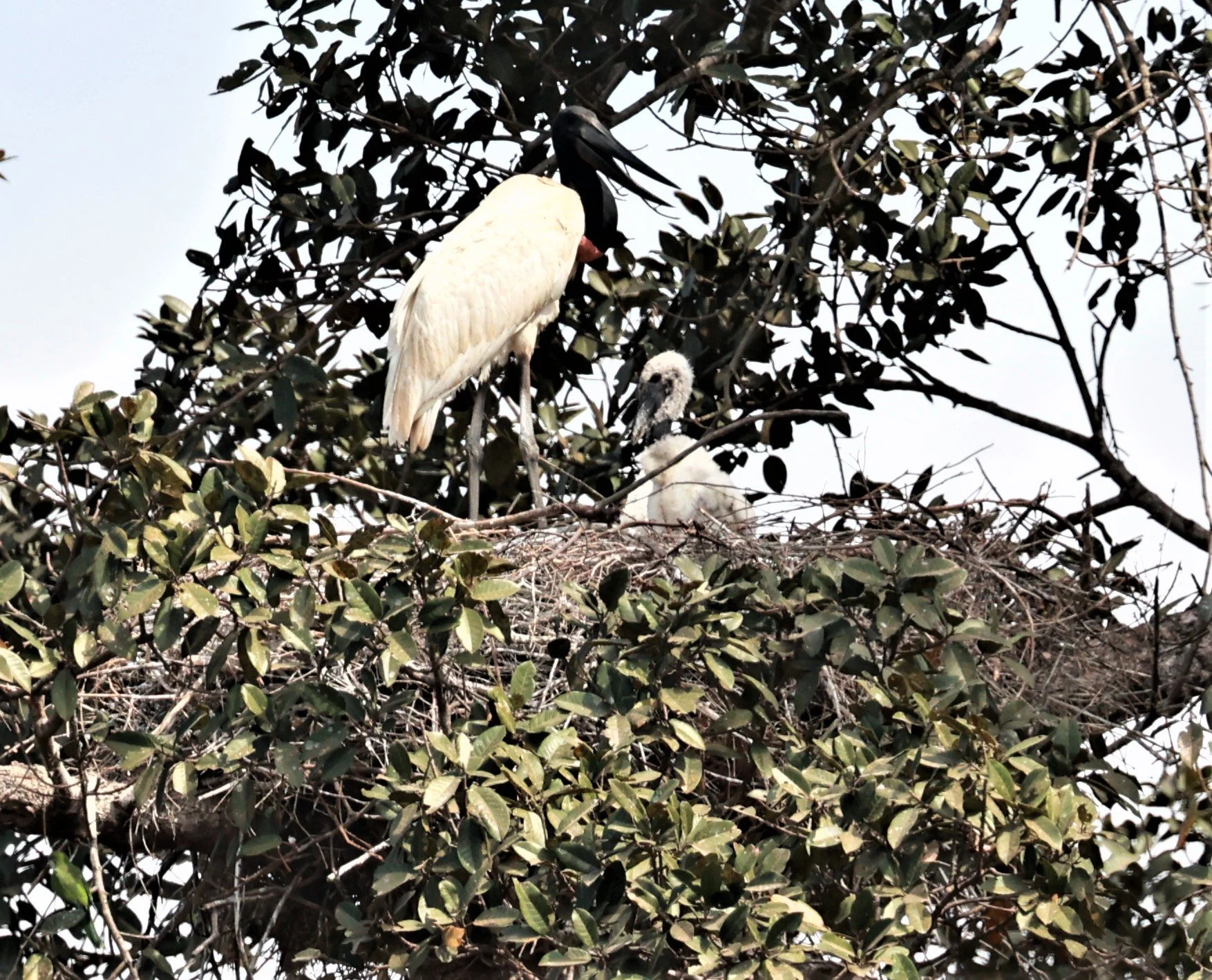 Stork - Jabiru - Jabiru mycteria - Mato Grosso, Transpantaneira M-060 (16).JPG