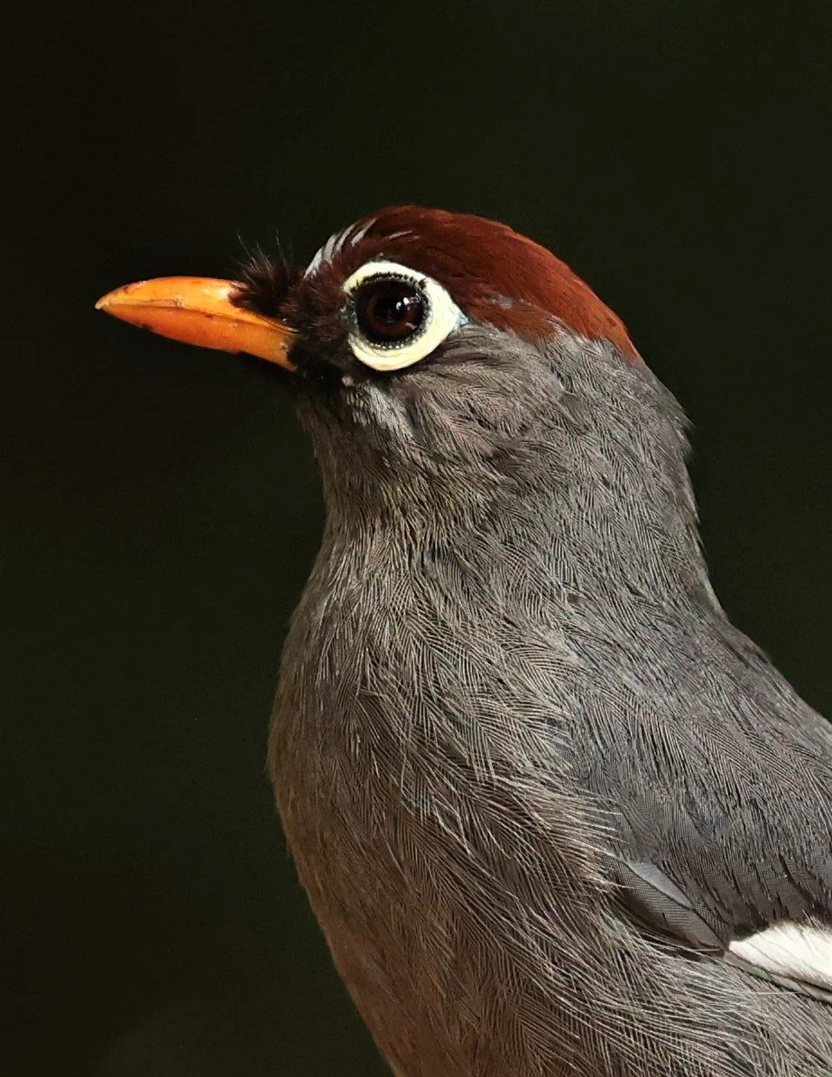 Pterorhinus mitratus - CHESTNUT-CAPPED LAUGHINGTHRUSH - FRASER'S HILL, MALAYSIA JUNE 2022 (248).jpg