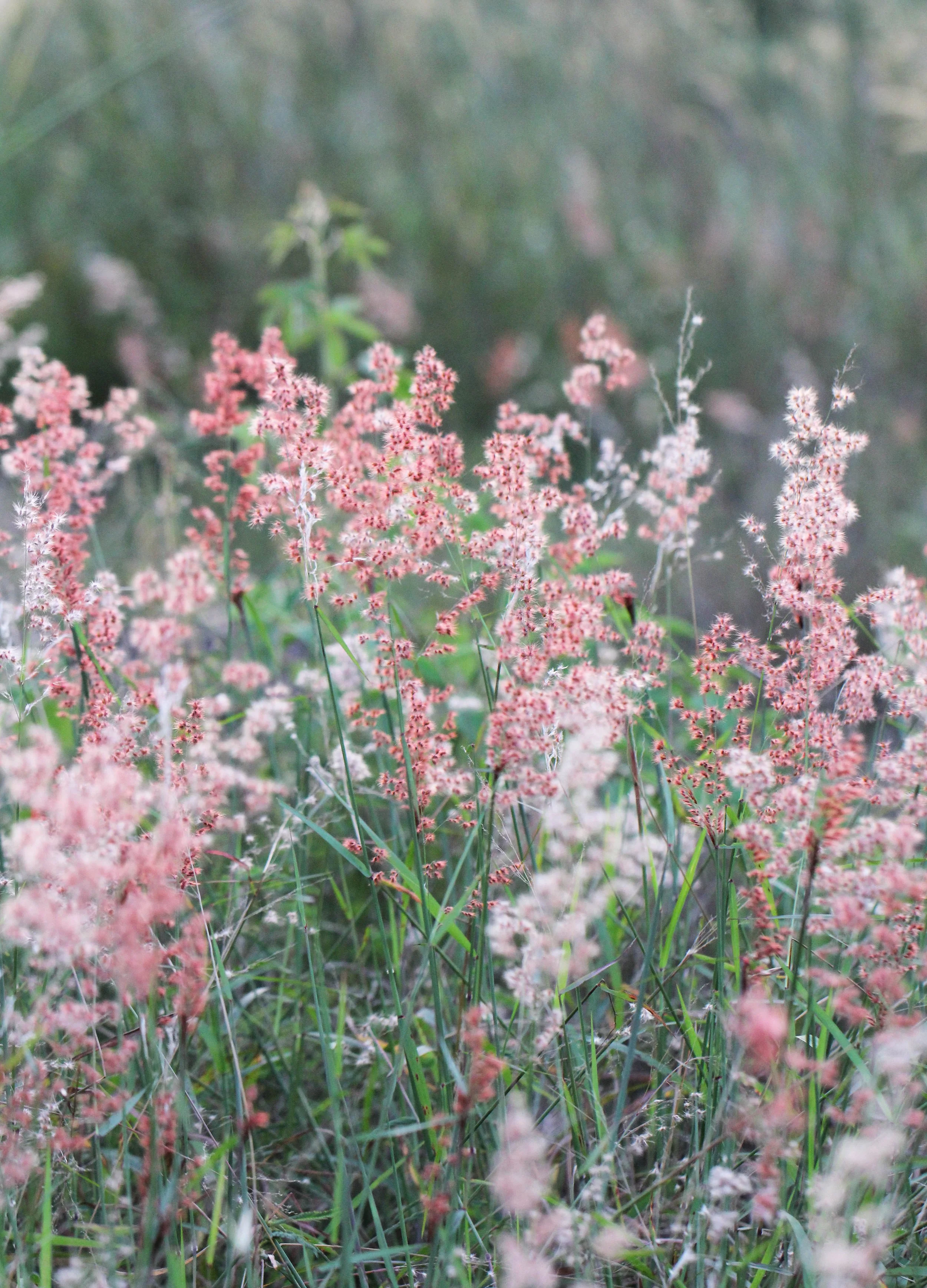 SIRIGIYA FOREST AND FORTRESS AREA SRI LANKA - PHOTO BY SOM SMITH (19).JPG