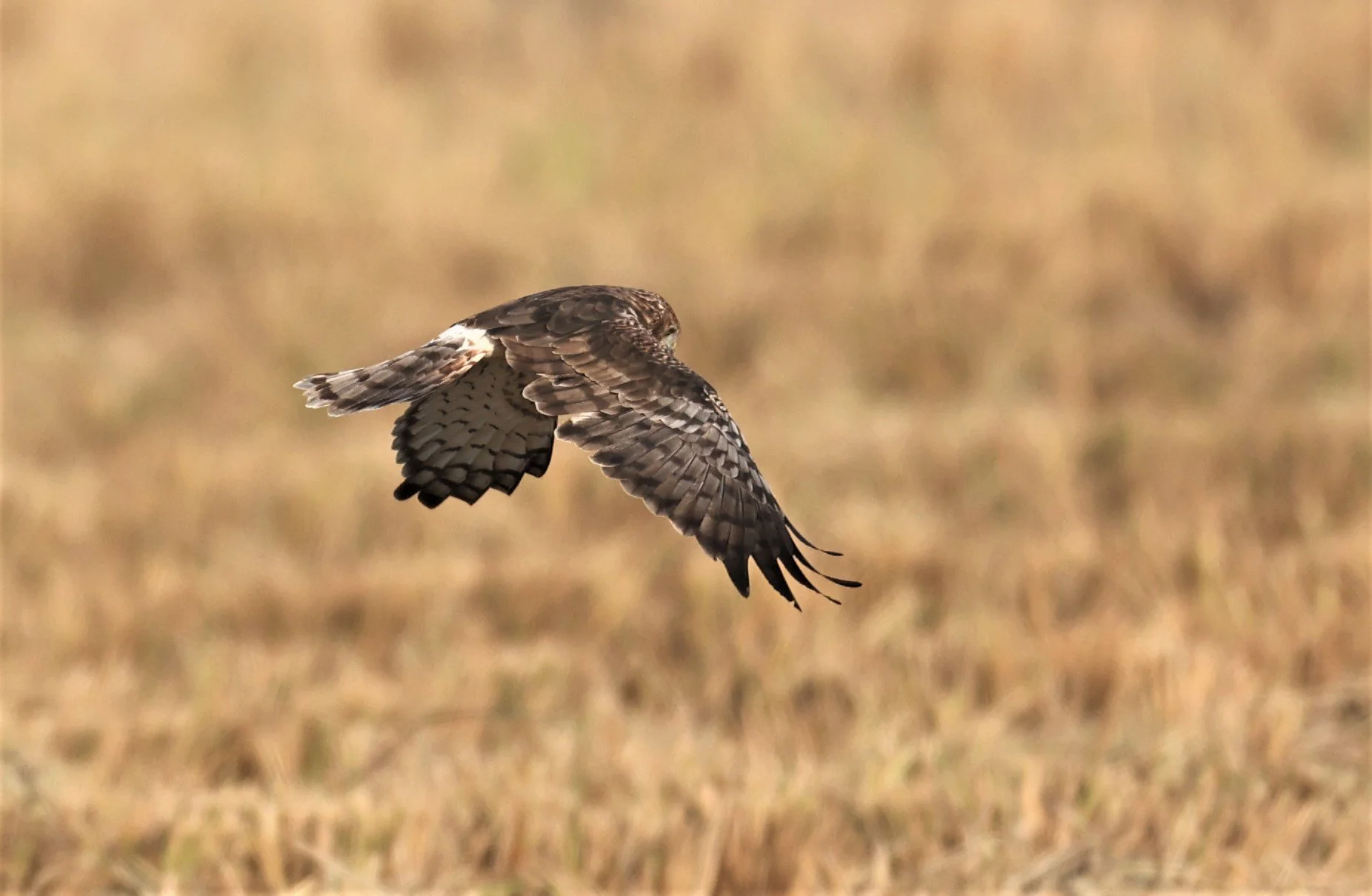 HARRIER - PIED HARRIER - Circus melanoleucos - PATHUM THANI RICE RESEARCH CENTER 11 DEC 2021 (5).jpg