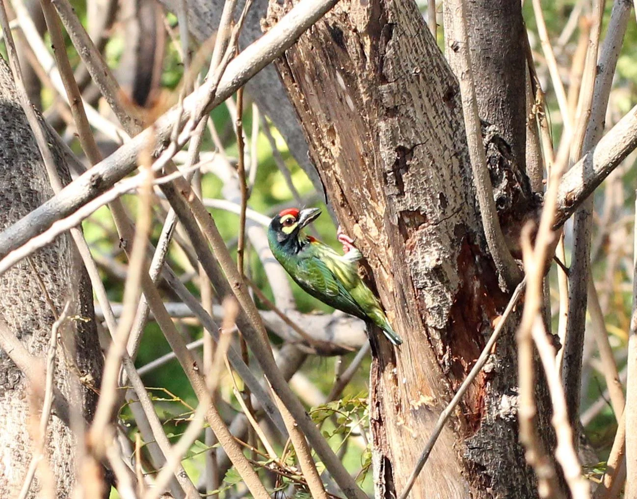 BARBET - COPPERSMITH BARBET - Megalaima haemacephala - ISB CAMPUS NONTHABURI (16).JPG