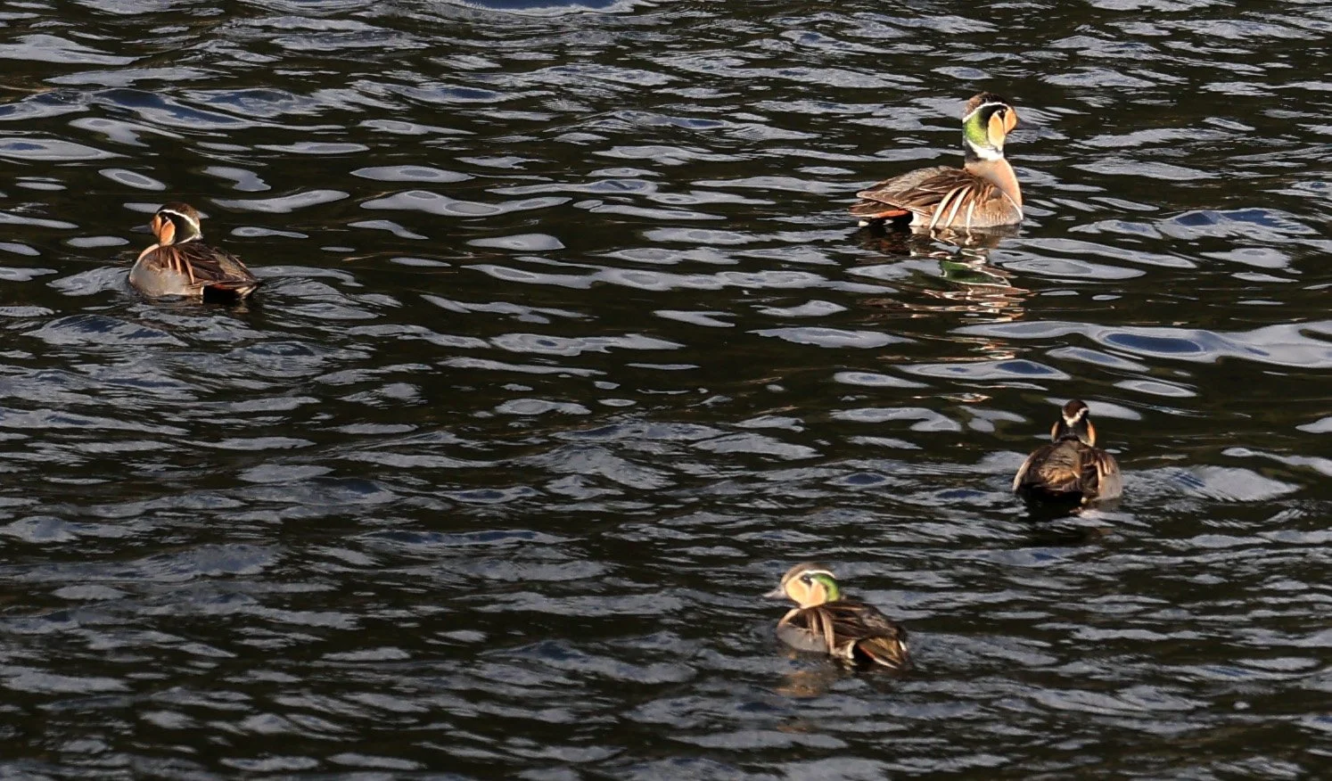 Baikal teal (Sibirionetta formosa) Takagawa Dam Lake, Kagoshima Japan (32).jpg
