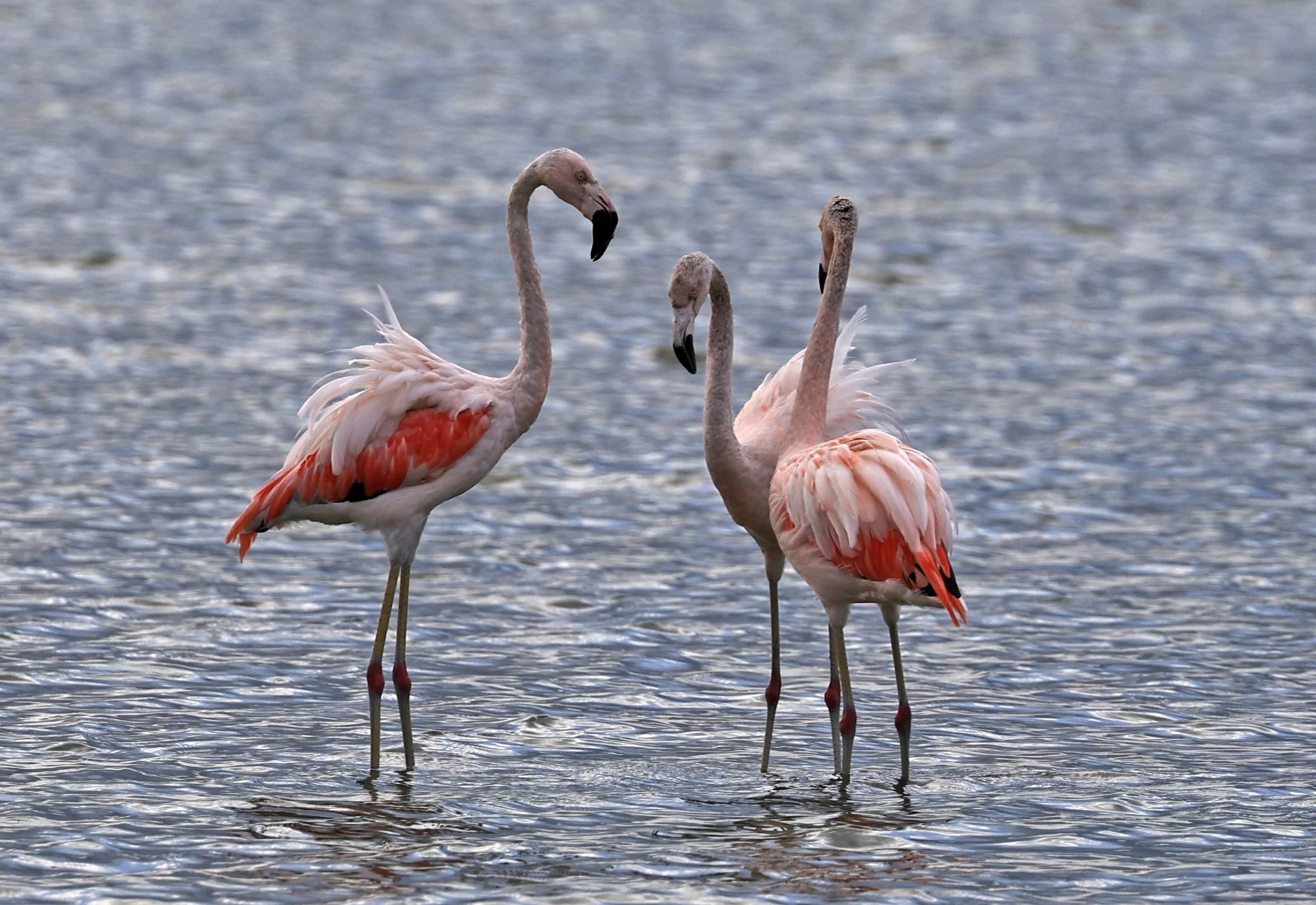 Chilean Flamingo (Phoenicopterus chilensis) Chaco Lodge & Laguna Salada Paraguay (3).jpg