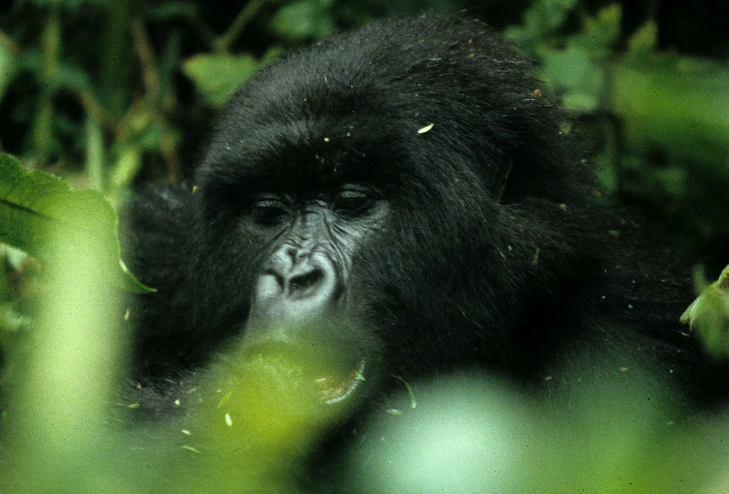 PRIMATE - GORILLA-RWANDA PARC DU VULCANS (75).jpg