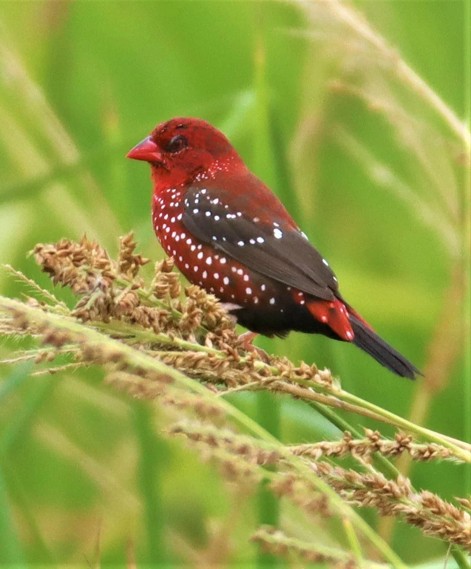 RED AVADAVAT - Amandava amandava - LAD KRABANG  THAP YAO RICE FIELDS AUGUST 14 2021 (47).jpg