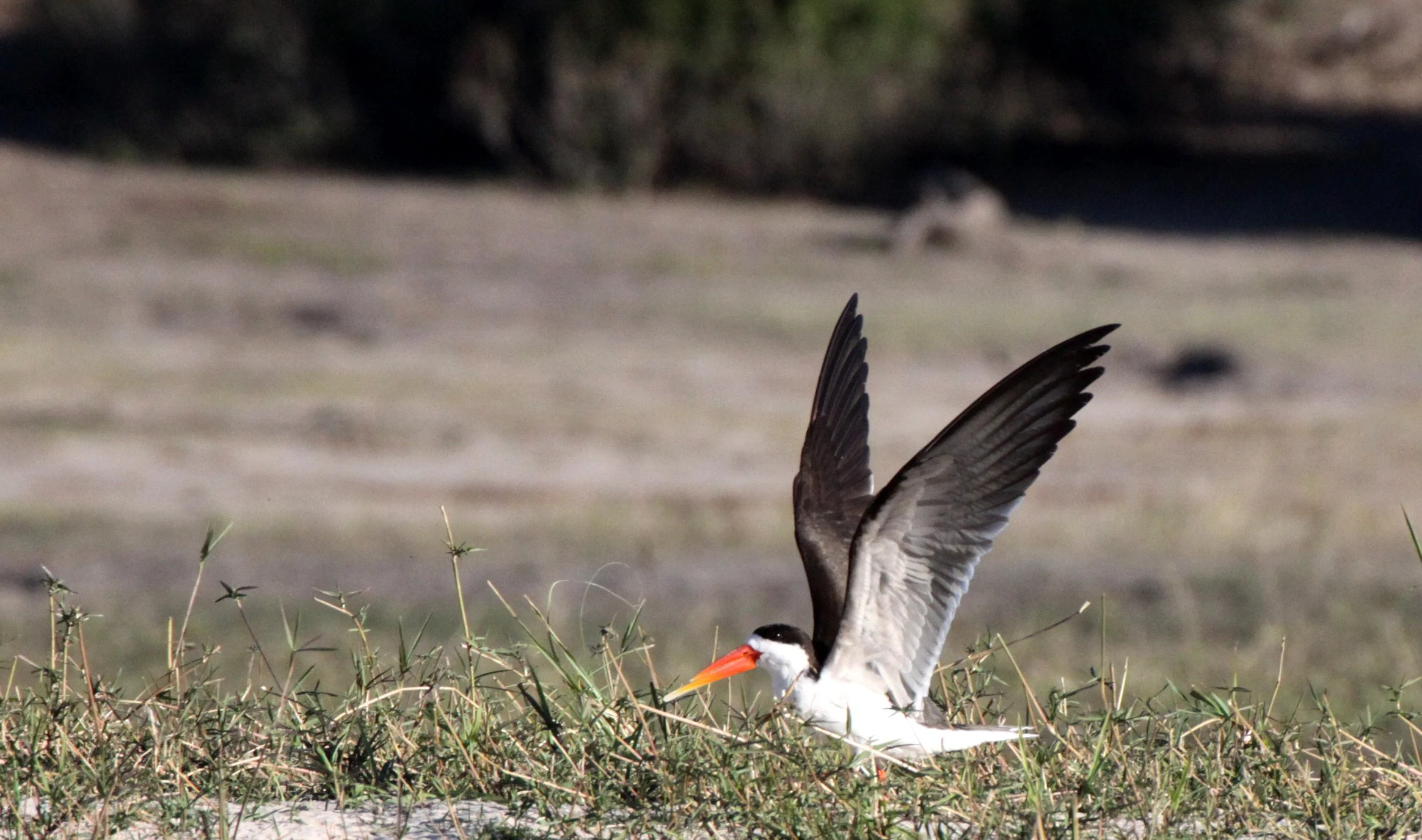 BIRD - SKIMMER - AFRICAN SKIMMER - RHYNCHOPS FLAVIROSTRIS - CHOBE NATIONAL PARK BOTSWANA (2).JPG
