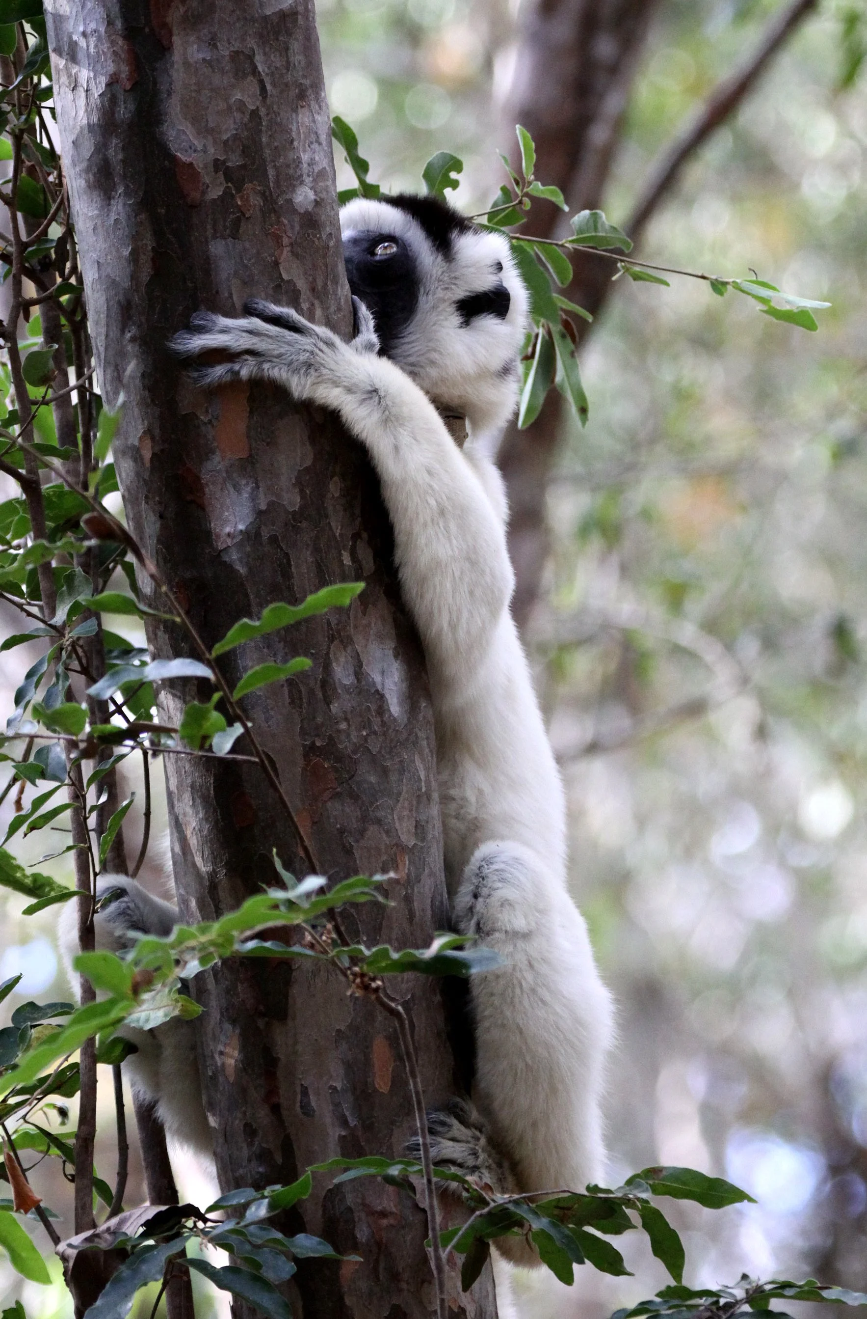 INDRIIDAE - Propithecus verreauxi - VERREAUX'S SIFAKA - KIRINDY NATIONAL PARK - MADAGASCAR (56).JPG