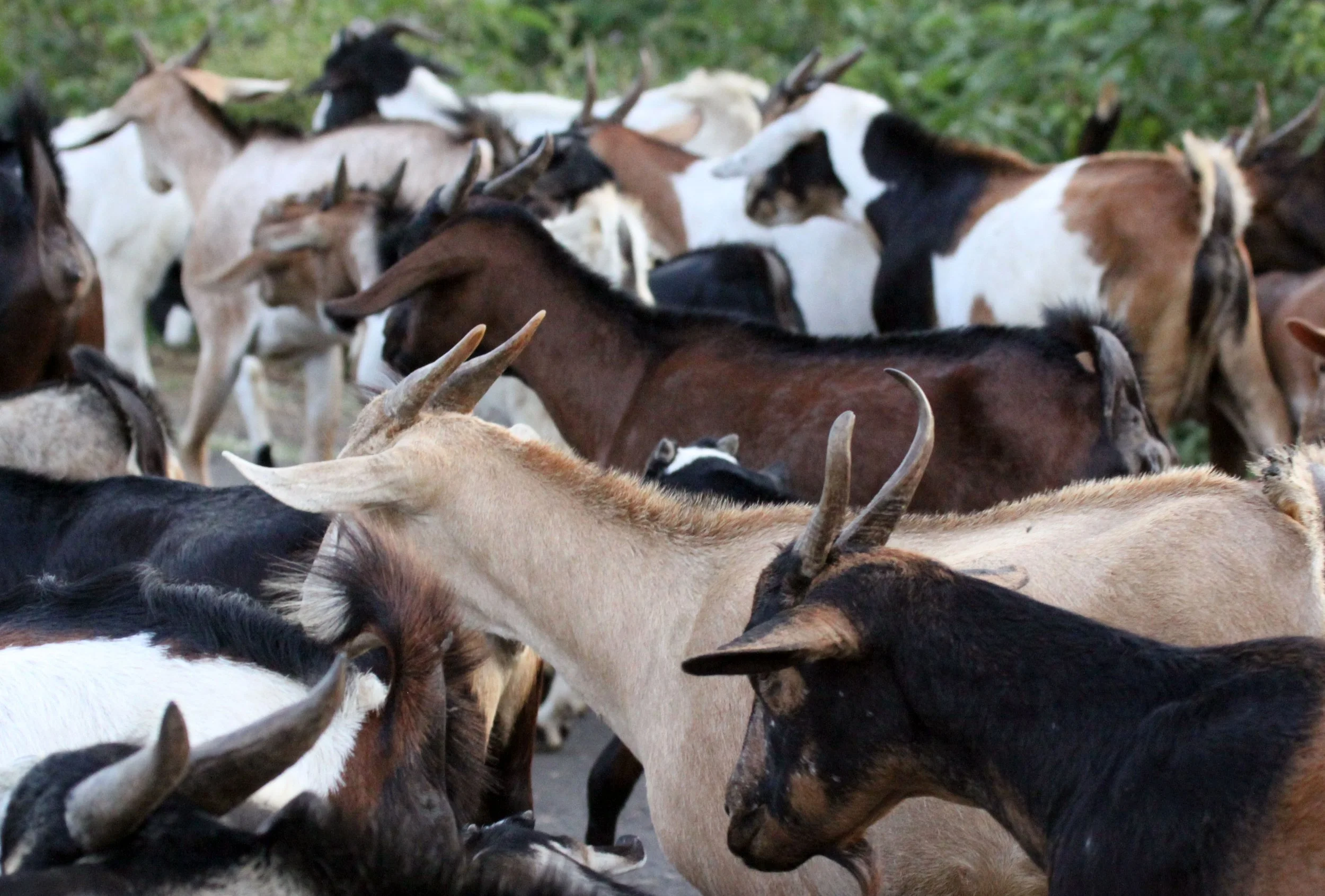 ARBAMINCH ETHIOPIA 2012 (136).JPG