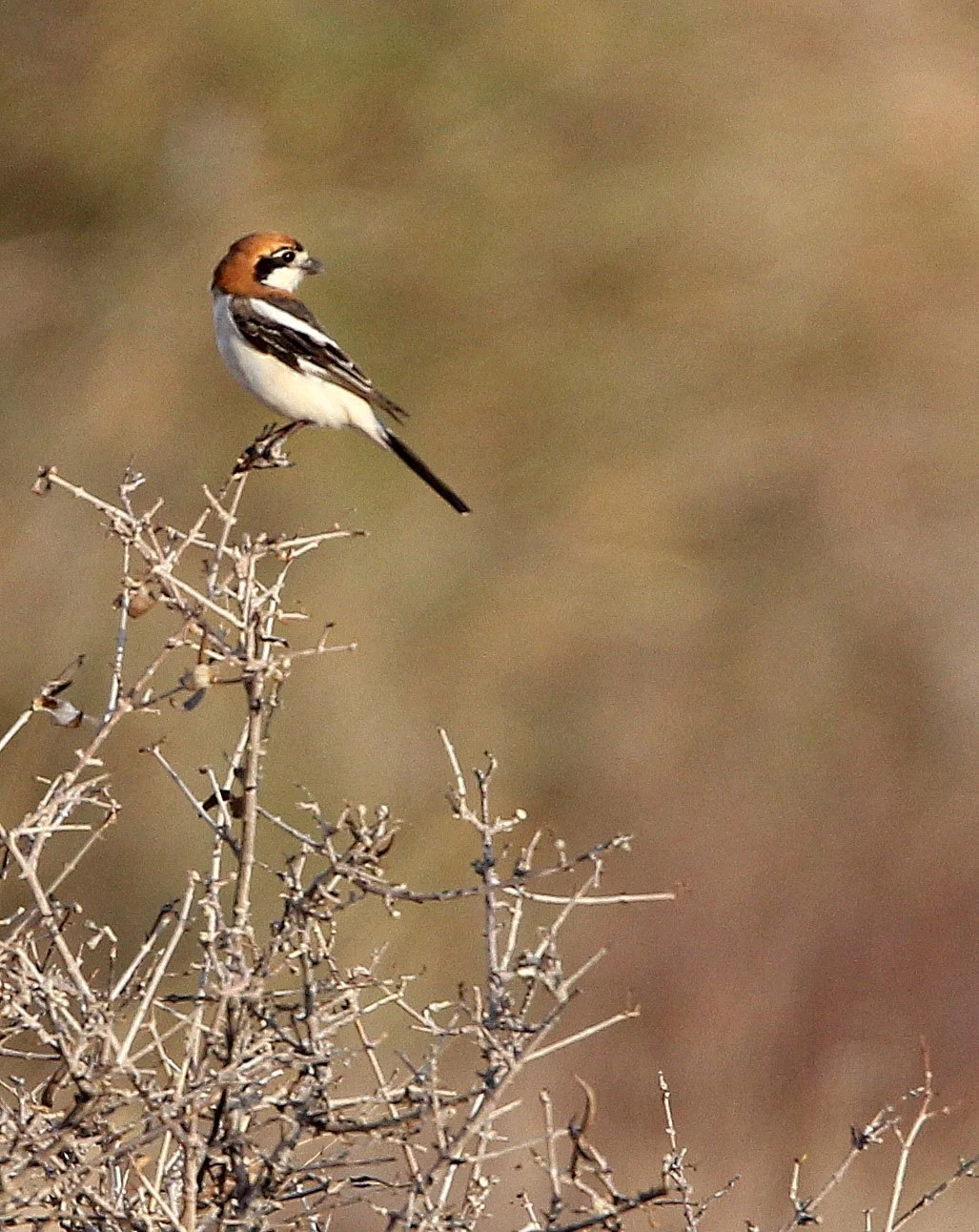 Red-backed Shrike (Lanius collurio) Bouhedma NP Tunisia