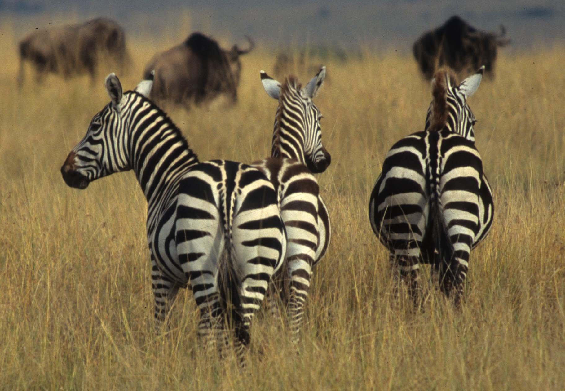 EQUIN - ZEBRA - COMMON - SERENGETI (19).jpg