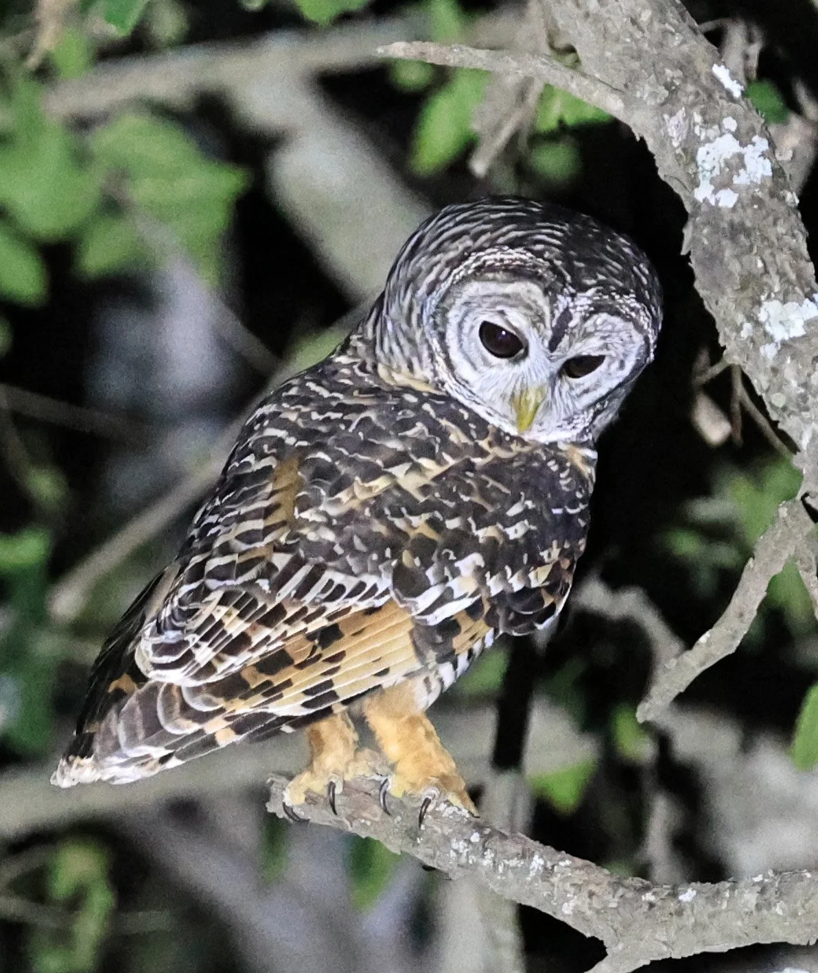 Chaco Owl (Strix chacoensis) Estancia Campo'í Paraguay (71).jpg