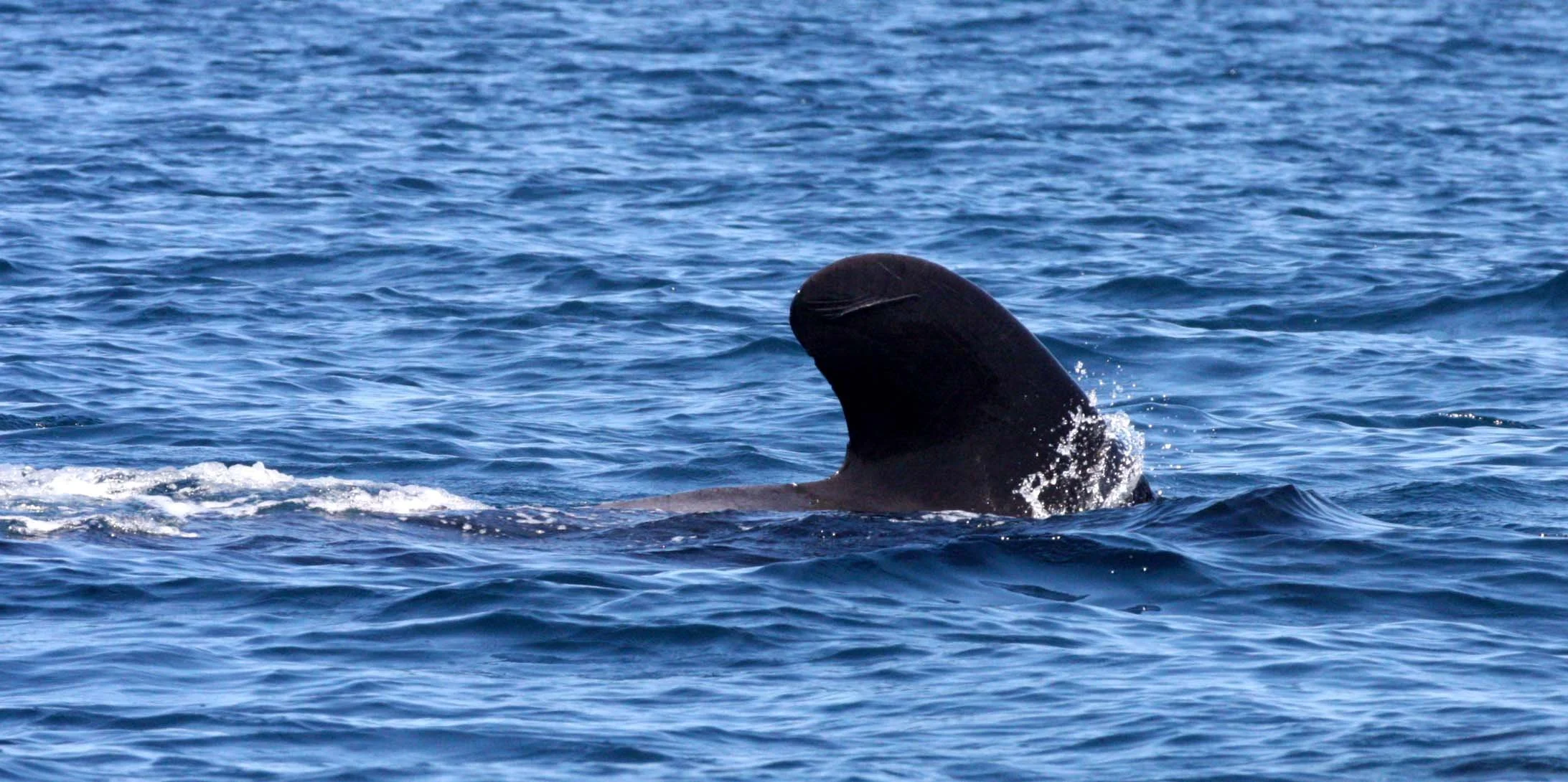 Globicephala macrorhynchus - SHORT-FINNED PILOT WHALE - ISLA CATALINA BAJA MEXICO - BAHIA LORETO (44).JPG