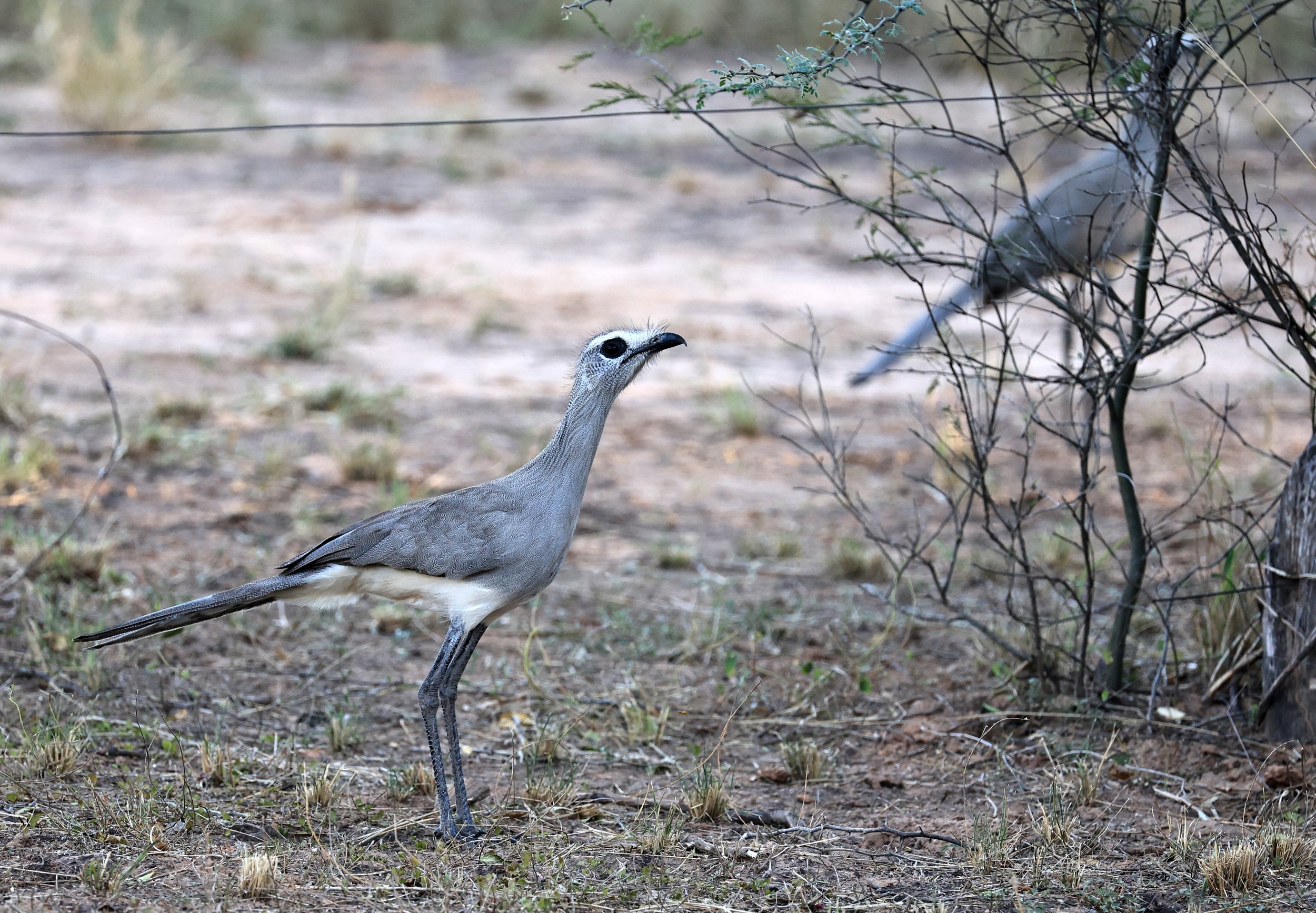 Black-legged Seriema (Chunga burmeisteri) Parque Nacional Teniente Agripino Enciso (38).jpg